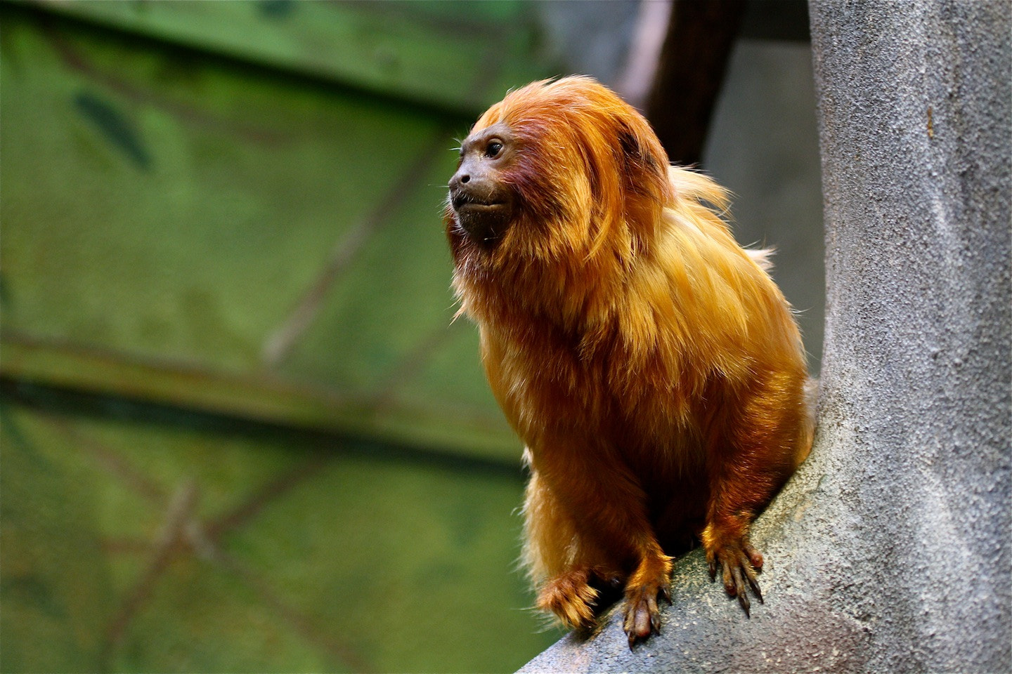 Canon EOS 1000D (EOS Digital Rebel XS / EOS Kiss F) sample photo. Lion tamarind photography