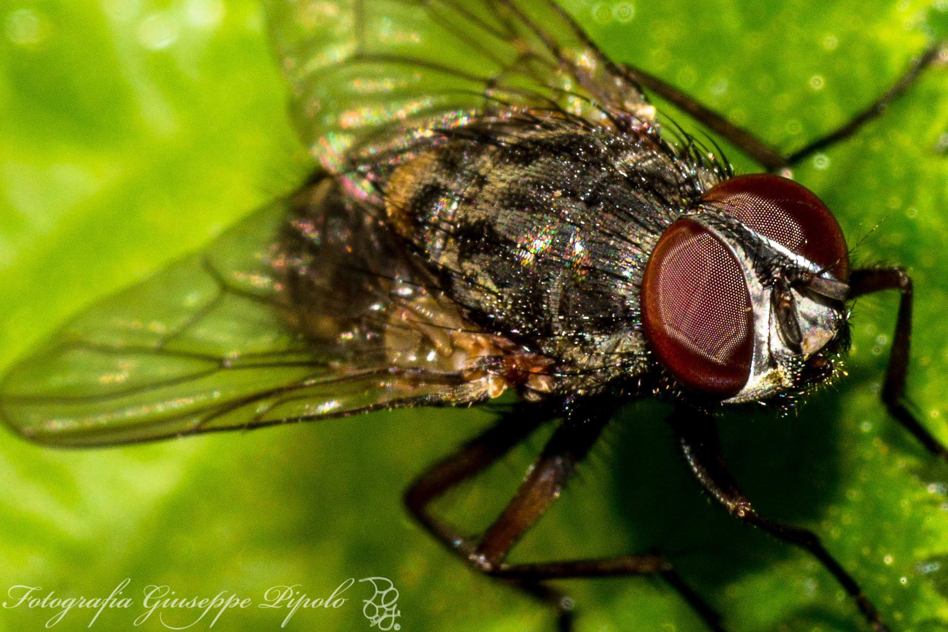 Sony SLT-A55 (SLT-A55V) + Tamron SP AF 90mm F2.8 Di Macro sample photo. Mosca photography