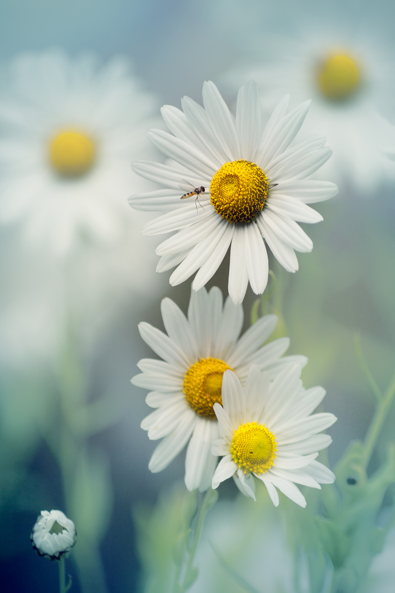 Canon EOS 40D + Canon EF 80-200mm f/2.8L sample photo. Chamomile morning! photography