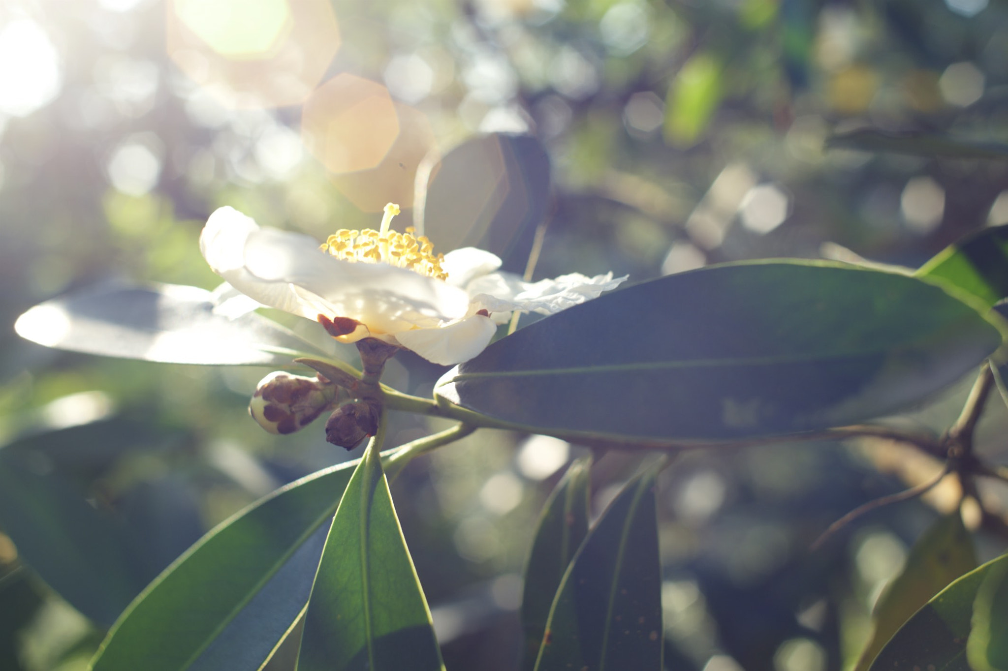 Nikon Df + AF Nikkor 50mm f/1.8 sample photo. Beauty photography