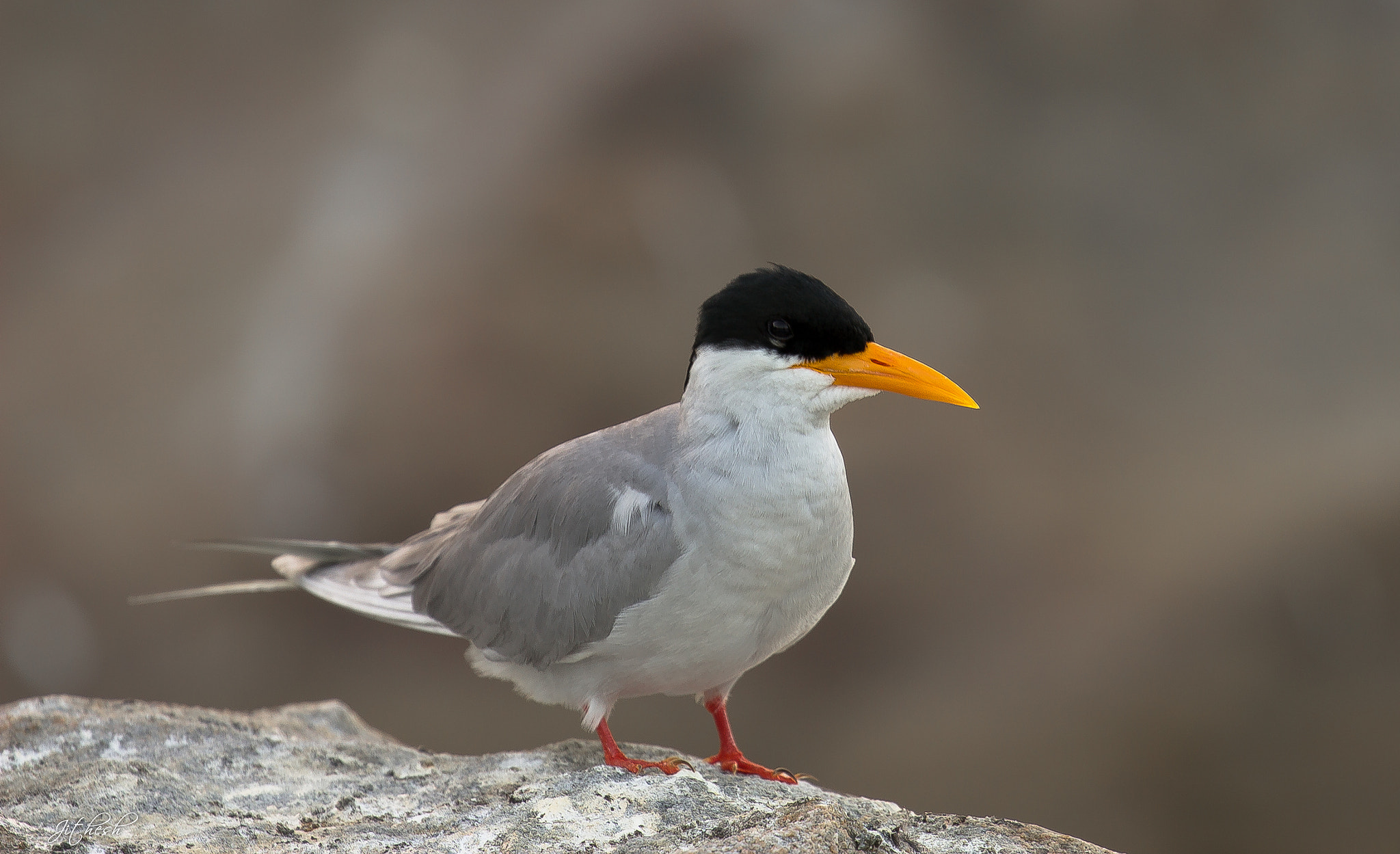 Canon EF 100-400mm F4.5-5.6L IS II USM sample photo. River tern  photography