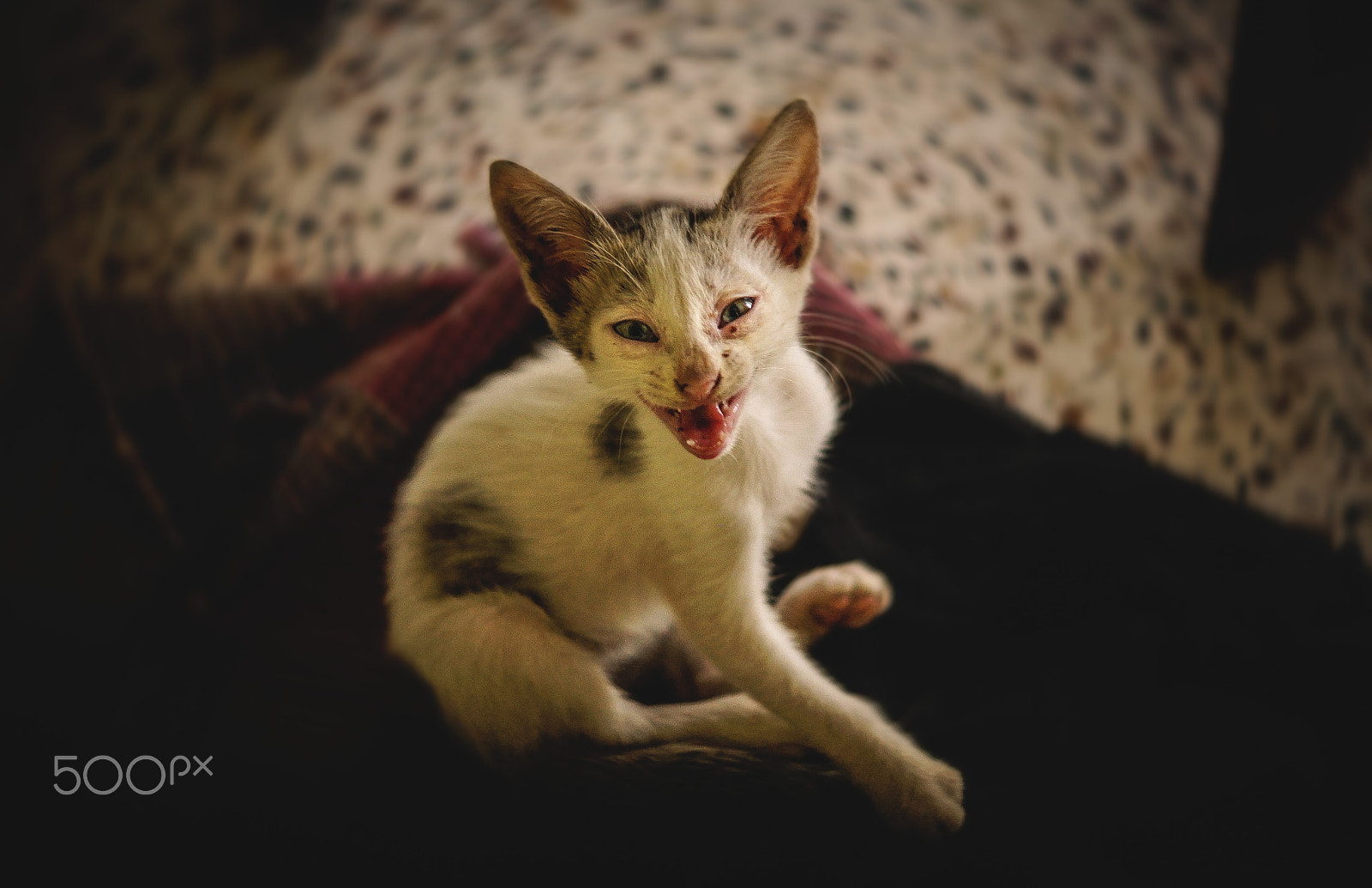 Sony ILCA-77M2 + Sony DT 50mm F1.8 SAM sample photo. Kitten photography
