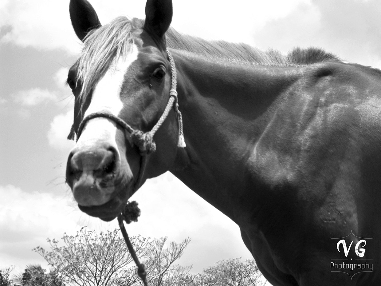 Kodak EASYSHARE M1093 IS DIGITAL CAMERA sample photo. Animal life photography