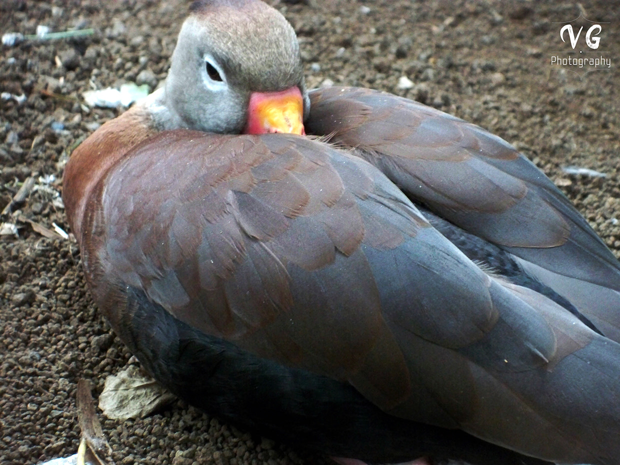 Kodak EASYSHARE M1093 IS DIGITAL CAMERA sample photo. Animal life photography