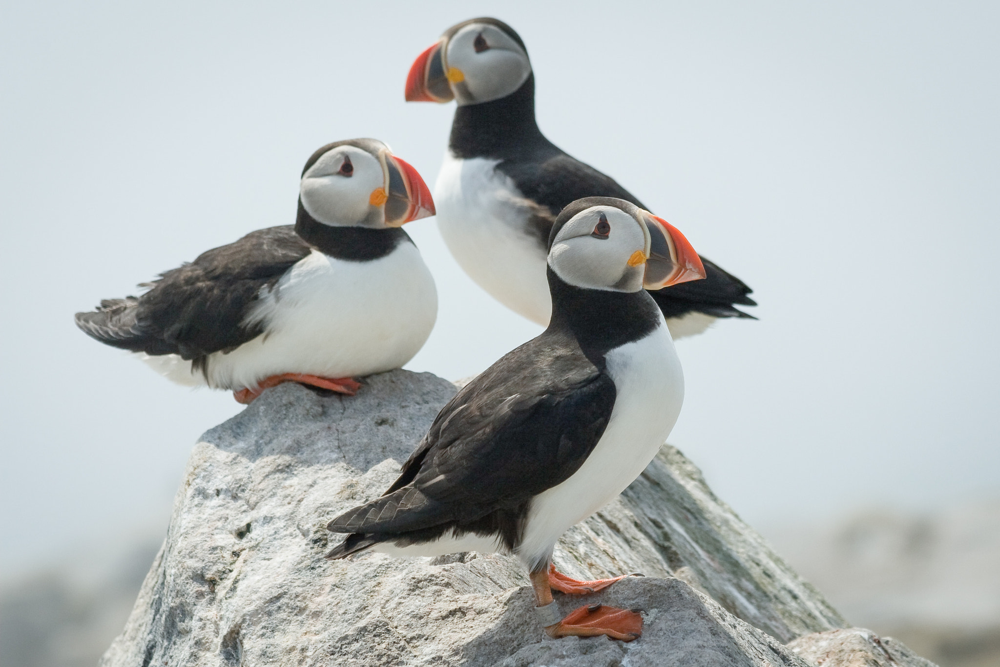 Canon EOS 30D + Canon EF 70-300mm F4-5.6 IS USM sample photo. Atlantic puffins photography