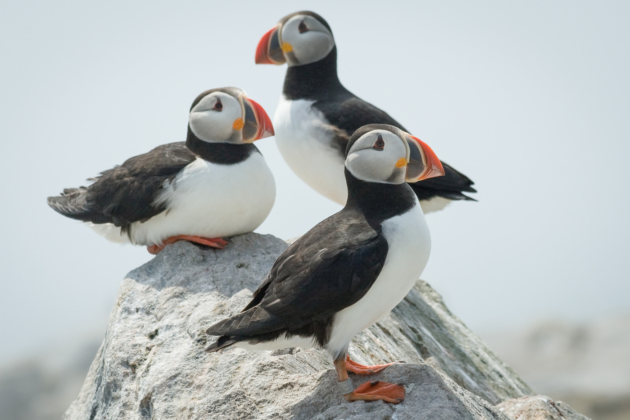 Canon EOS 30D sample photo. Atlantic puffins photography