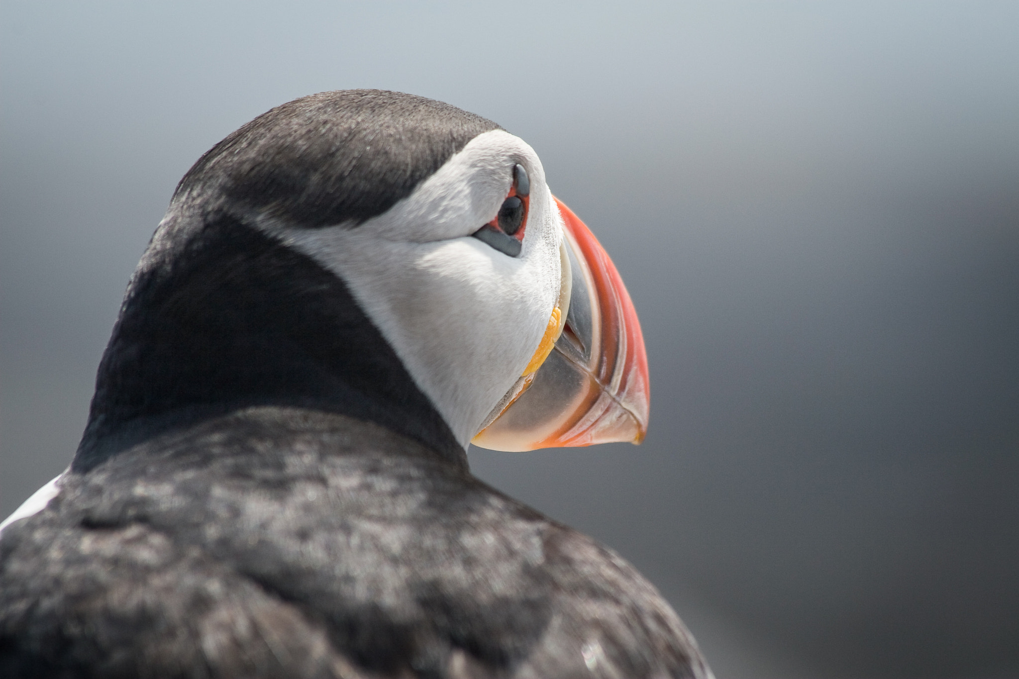 Canon EOS 30D + Canon EF 70-300mm F4-5.6 IS USM sample photo. Puffin portrait photography