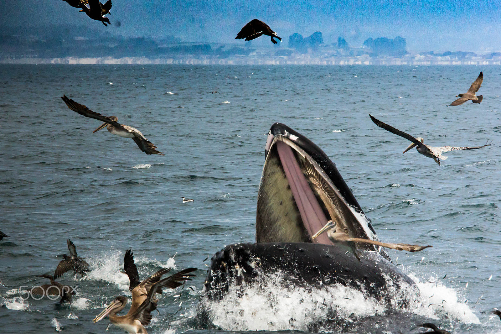 Canon EF 70-200mm F4L IS USM sample photo. Whale watching photography