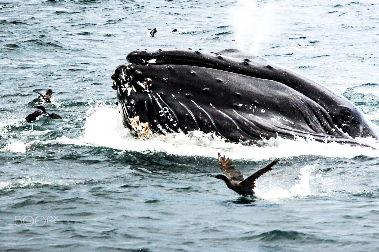 Canon EF 70-200mm F4L IS USM sample photo. Whale watching photography