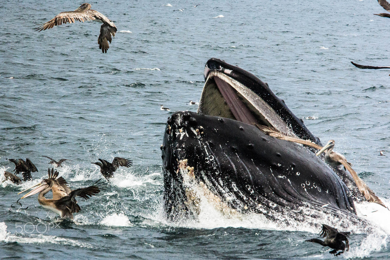 Canon EF 70-200mm F4L IS USM sample photo. Whale watching photography