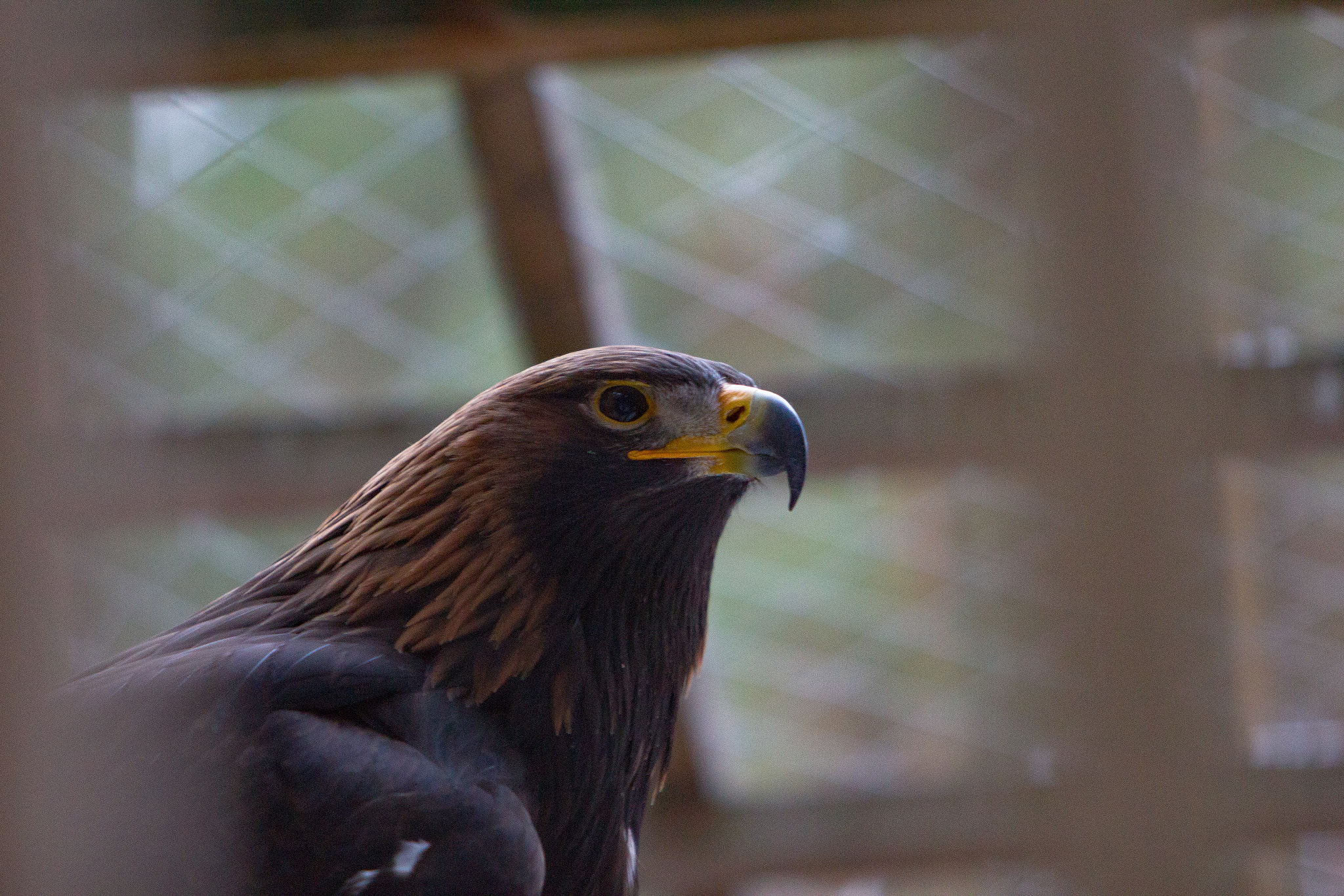 Canon EF 70-200mm F2.8L IS USM sample photo. Eagle photography