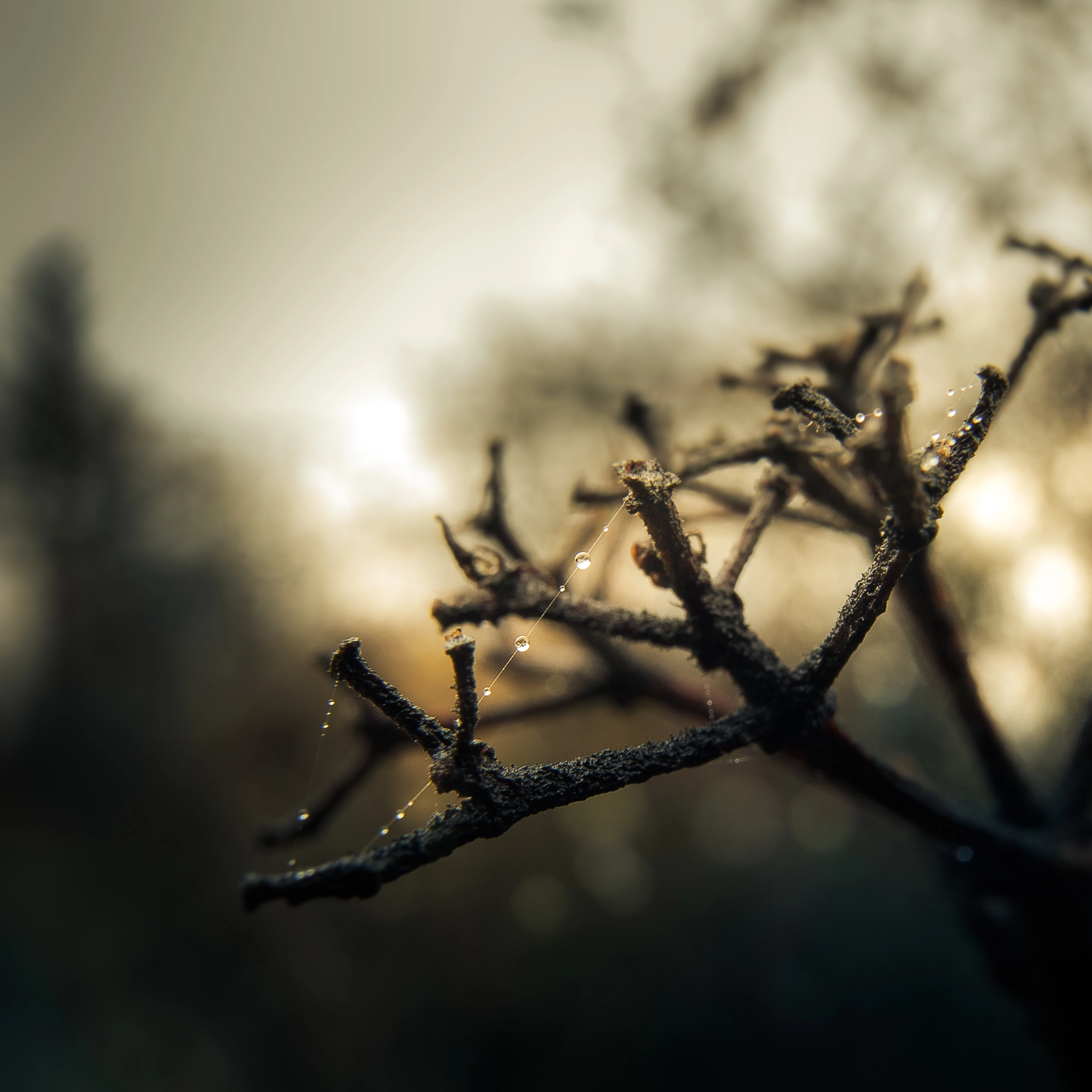 Nikon Df + Nikon AF-S Nikkor 24mm F1.4G ED sample photo. ***** photography
