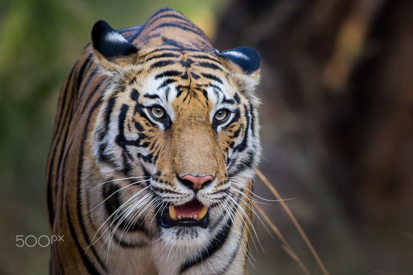 Canon EOS 60D + Canon EF 400mm F5.6L USM sample photo. Eyes of a gorgeous lady! photography