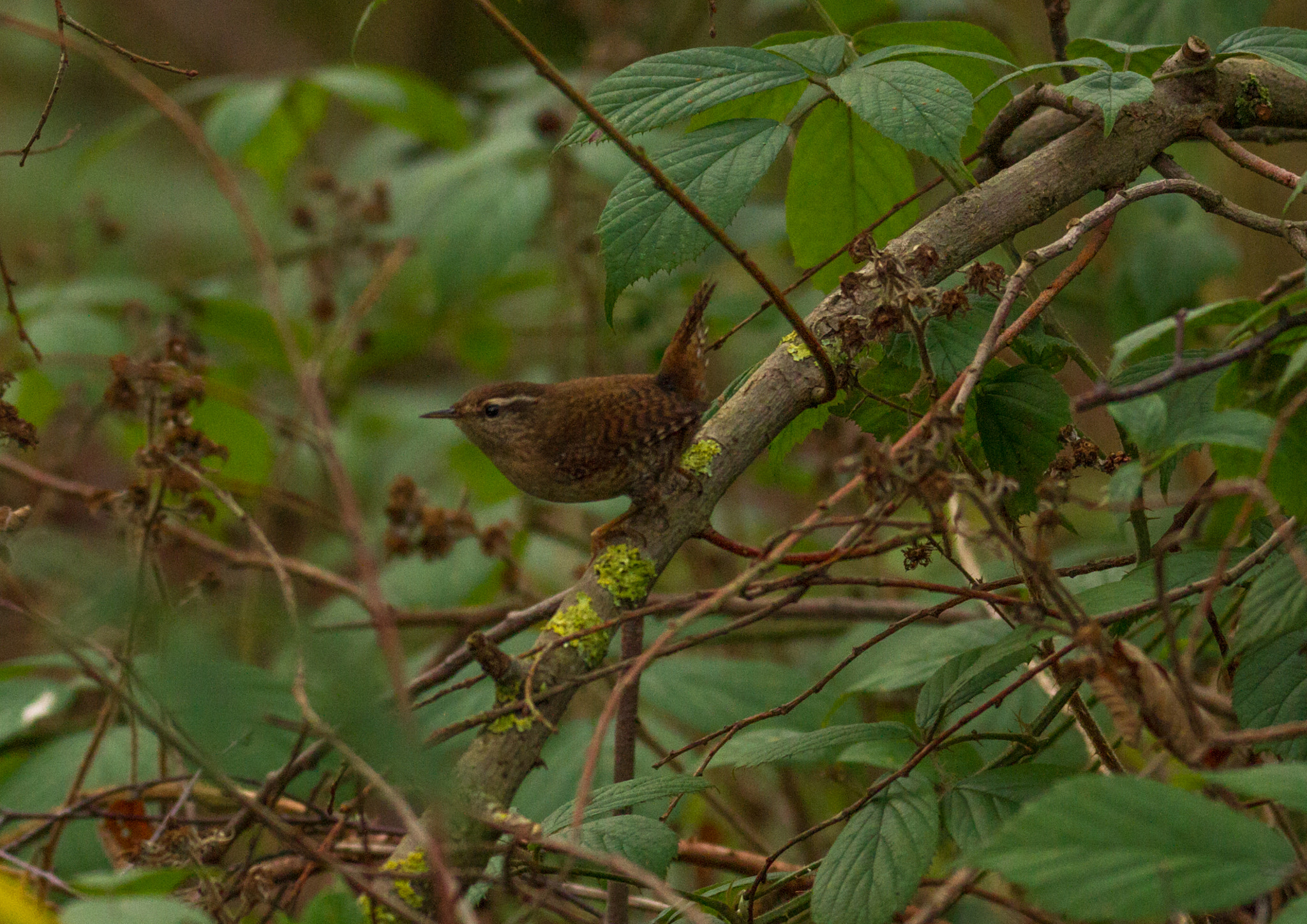 Canon EOS 7D + Tamron SP 150-600mm F5-6.3 Di VC USD sample photo. My first wren photography