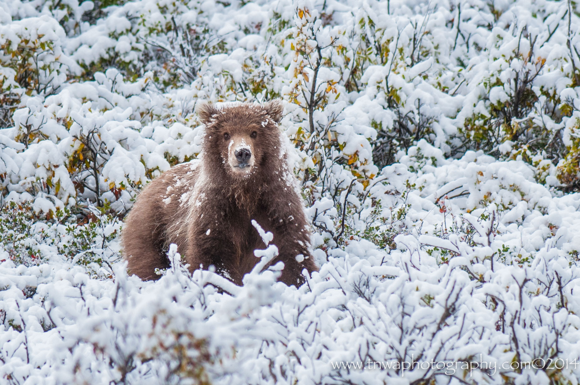 Nikon AF-S Nikkor 300mm F2.8G ED-IF VR sample photo. Bewildered by the snow photography