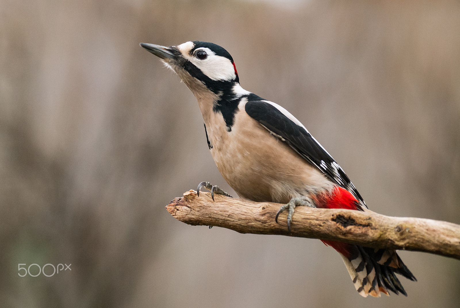 Sigma 120-300mm F2.8 EX DG HSM sample photo. Great spotted woodpecker photography