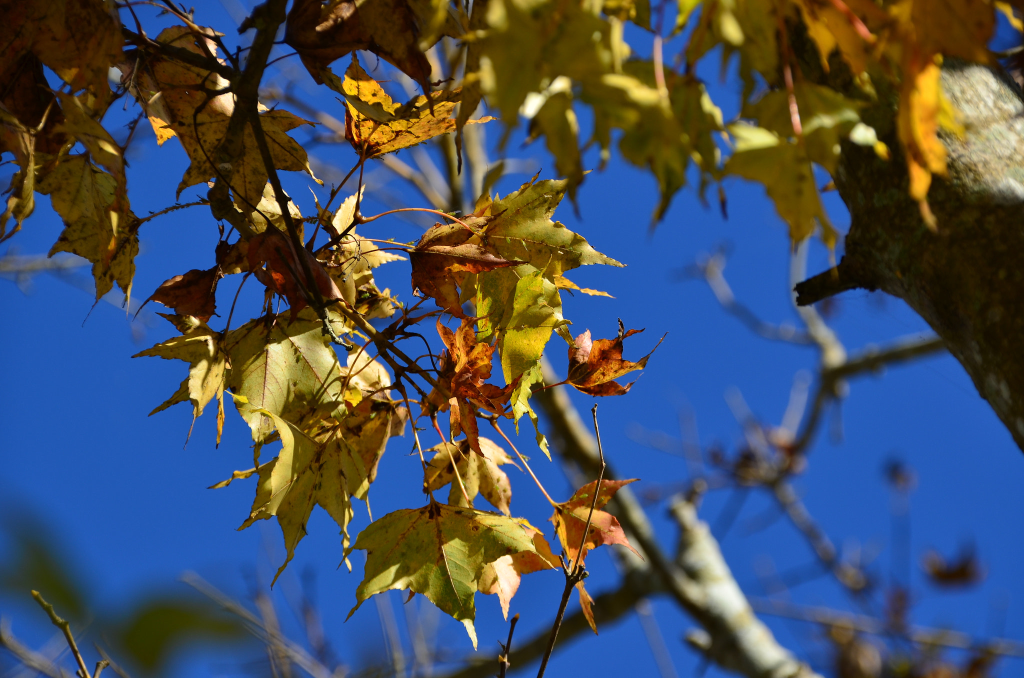 Sigma 18-200mm F3.5-6.3 DC OS HSM sample photo. Tree photography
