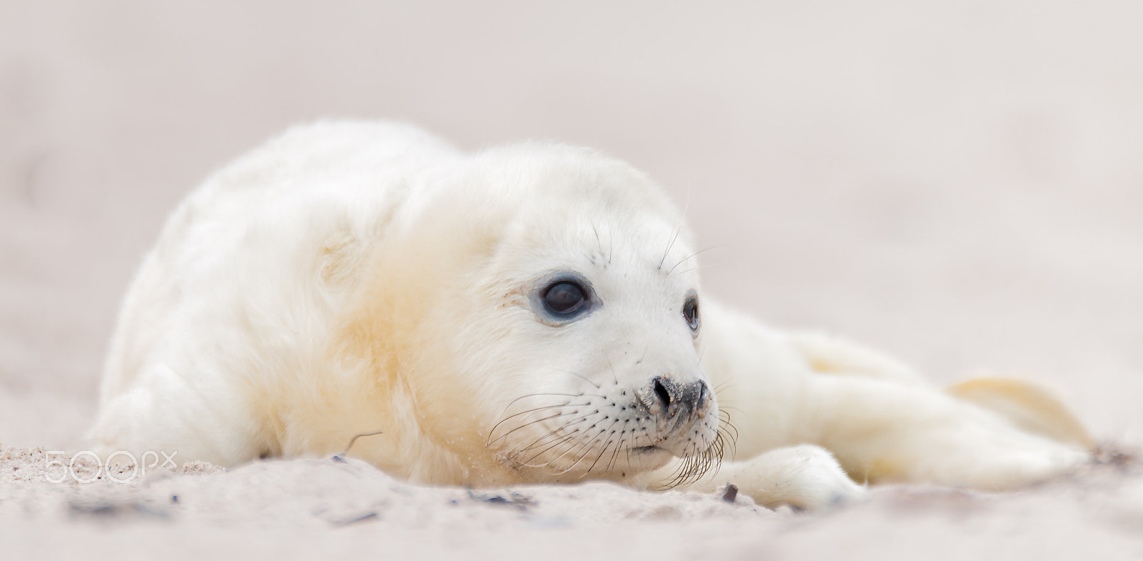 Sigma 120-300mm F2.8 EX DG HSM sample photo. Grey seal photography