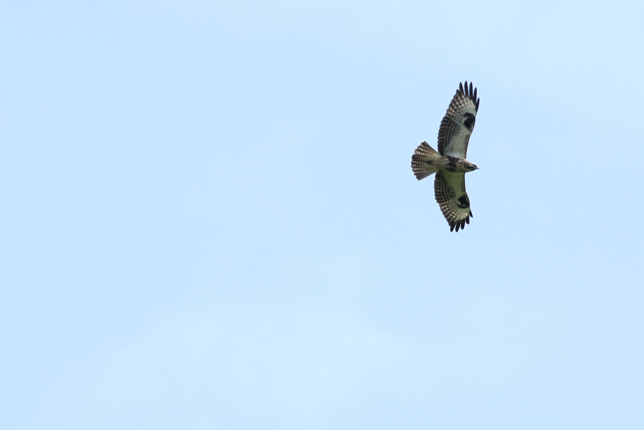 Canon EF 100-400mm F4.5-5.6L IS USM sample photo