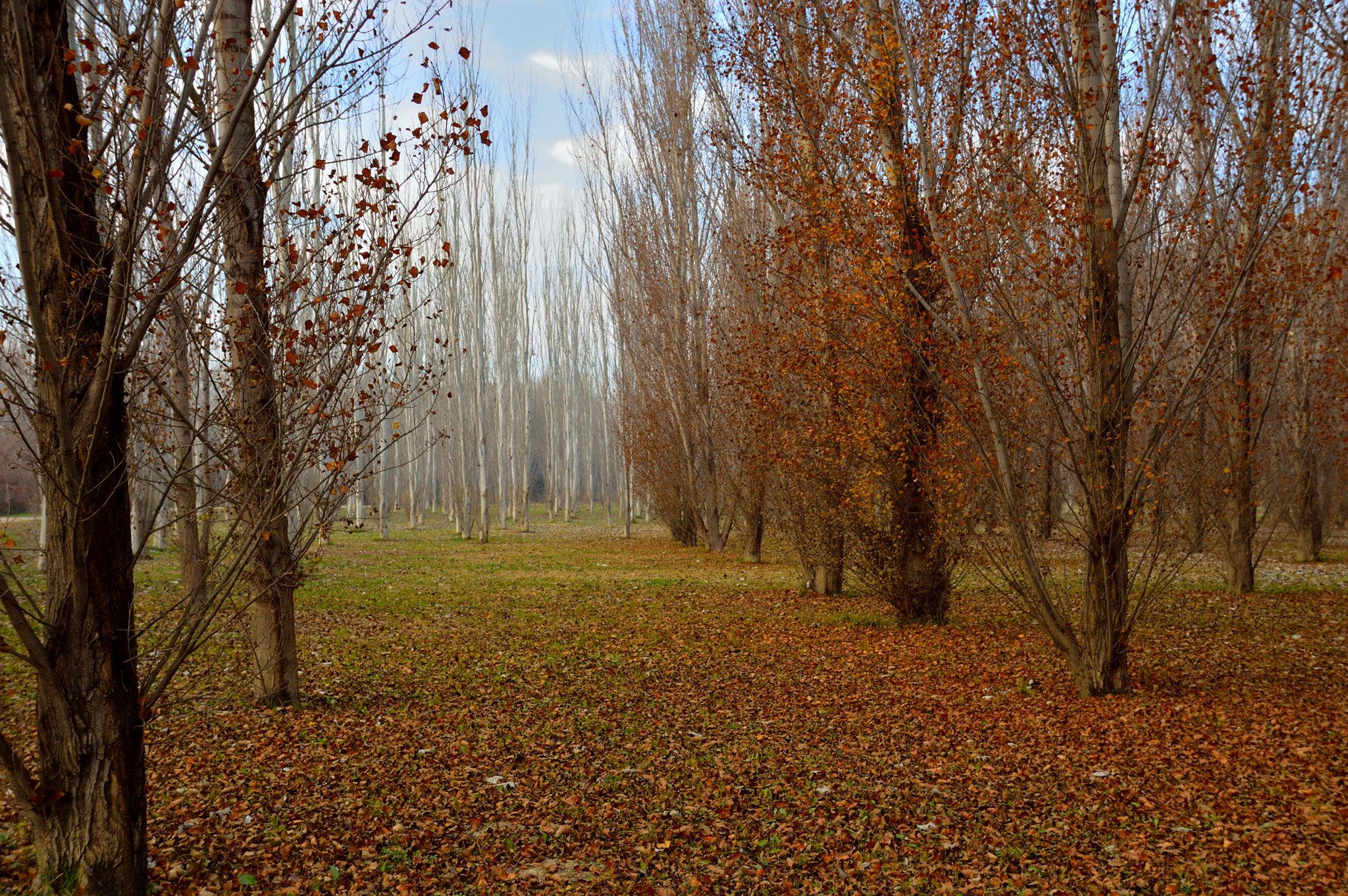 Sigma 18-200mm F3.5-6.3 II DC OS HSM sample photo. Autum trees photography