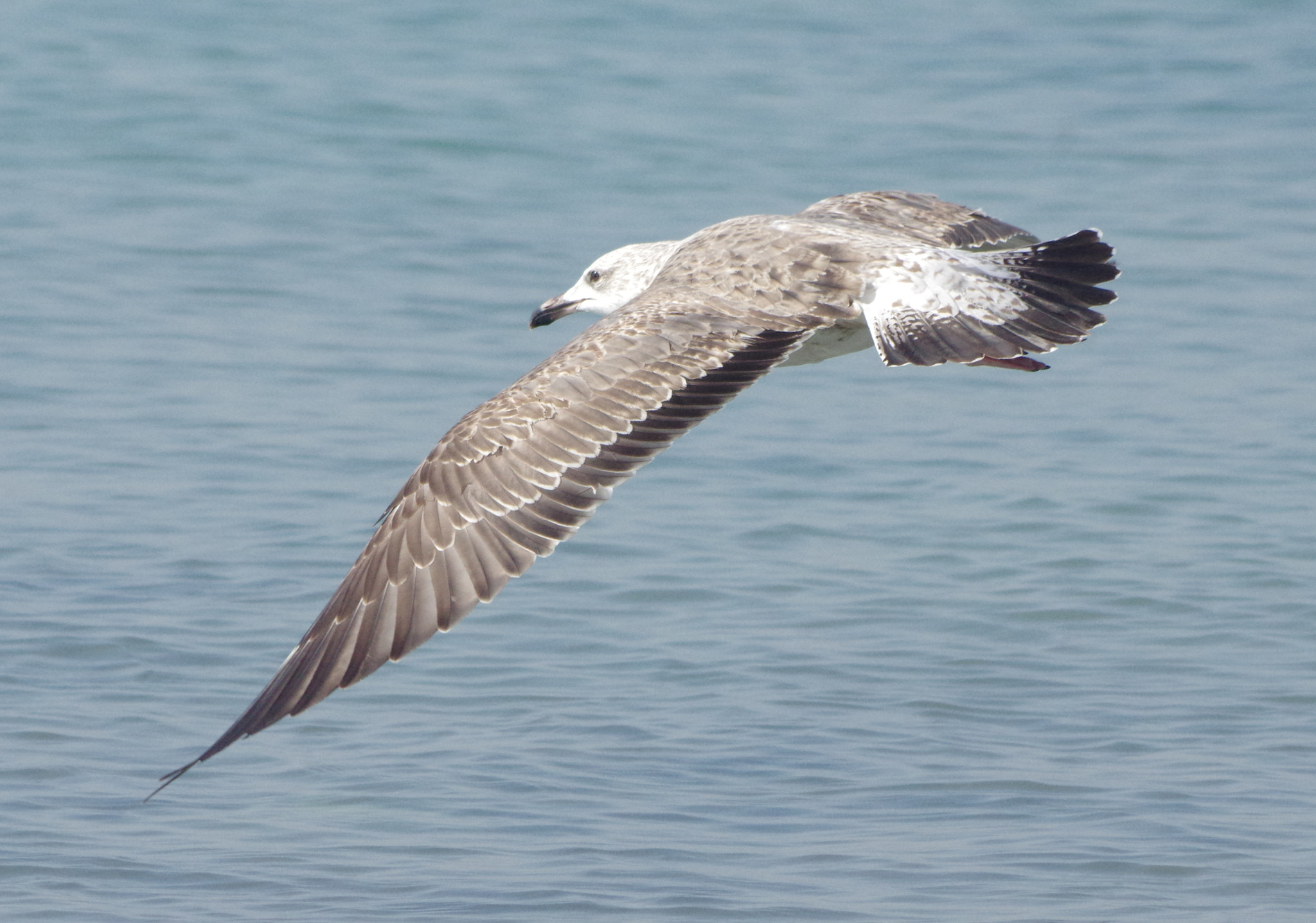 smc PENTAX-DA L 55-300mm F4-5.8 ED sample photo. Blackgull photography