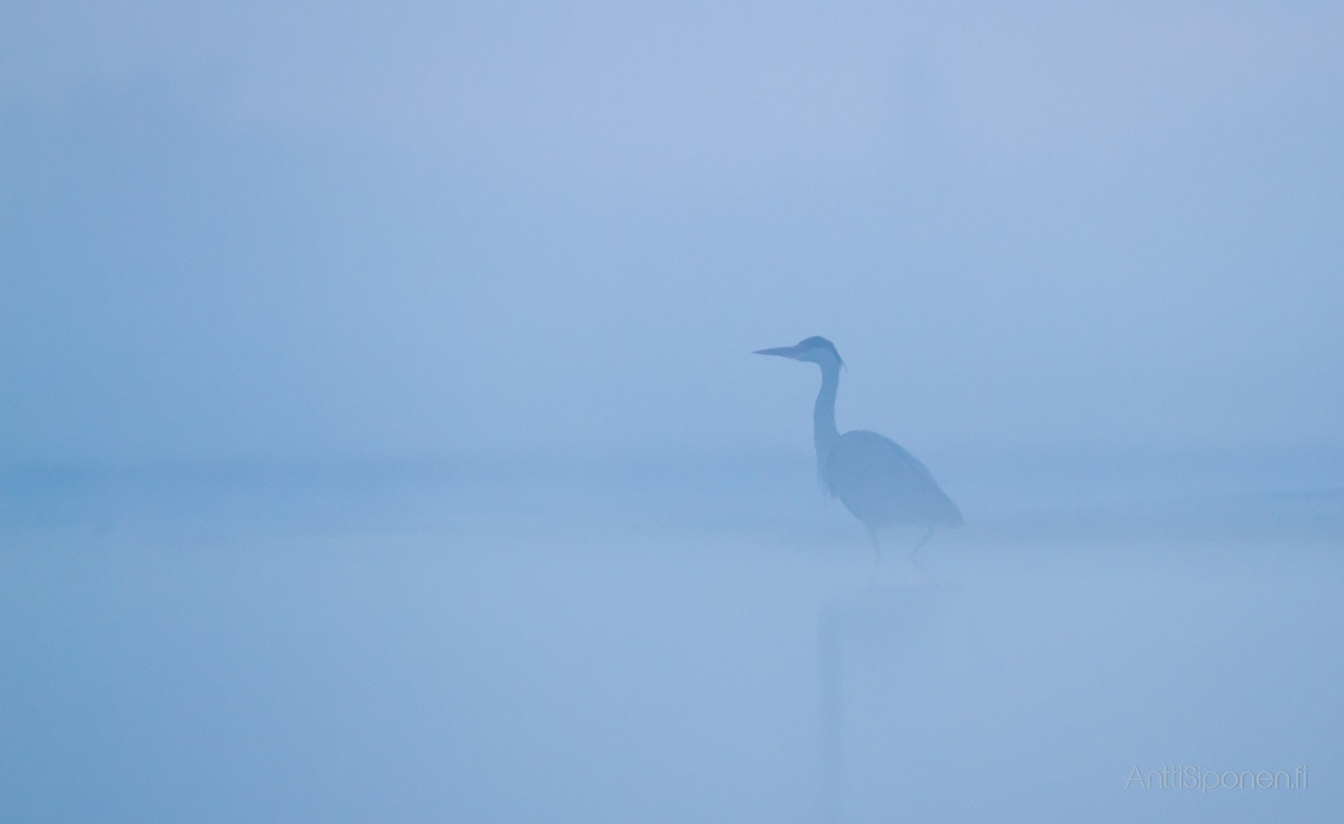 Canon EF 300mm F2.8L IS II USM sample photo. Grey heron in the mist photography