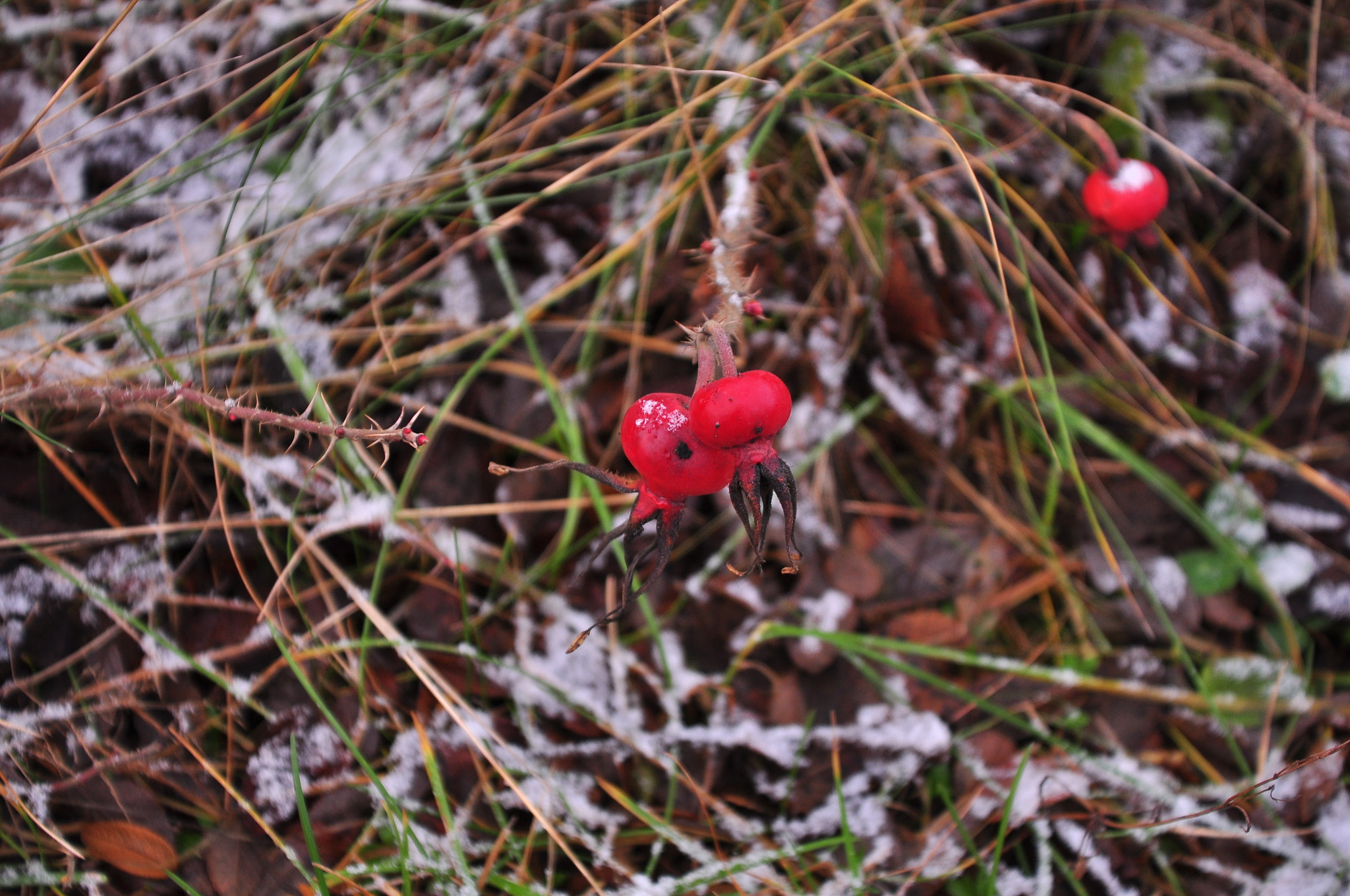 Sigma 18-50mm F2.8-4.5 DC OS HSM sample photo. Winter  photography
