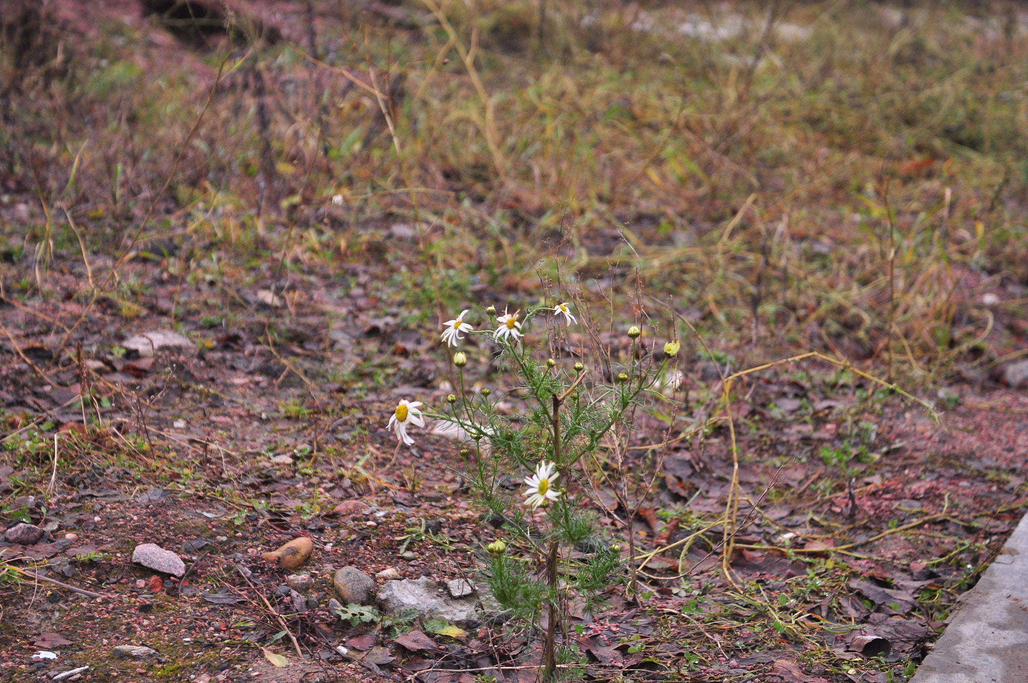 Sigma 18-50mm F2.8-4.5 DC OS HSM sample photo. Winter camomile  photography