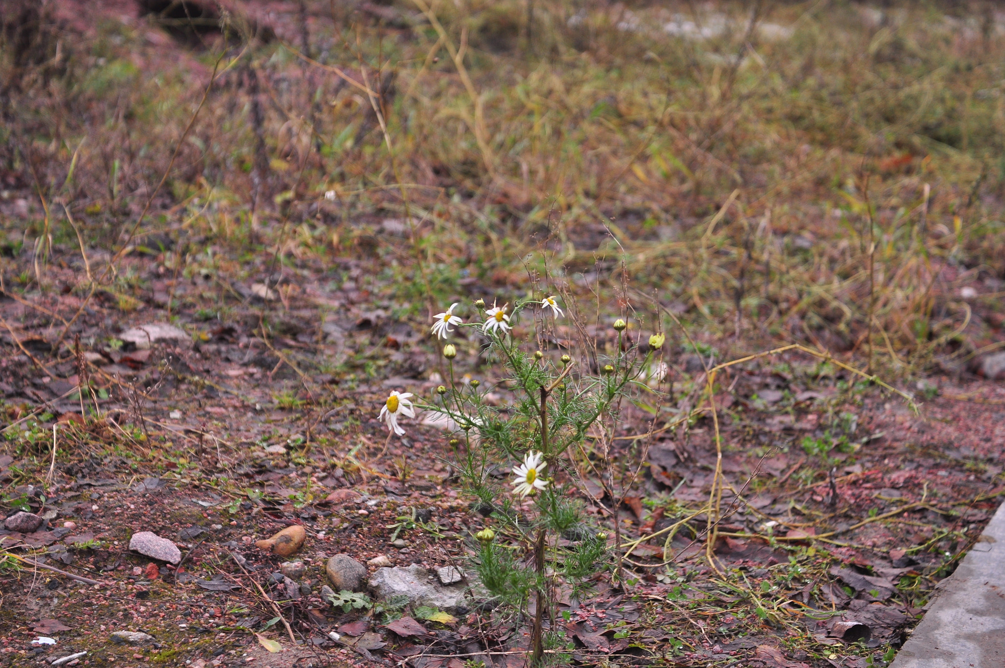 Nikon D90 + Sigma 18-50mm F2.8-4.5 DC OS HSM sample photo. Winter camomile  photography