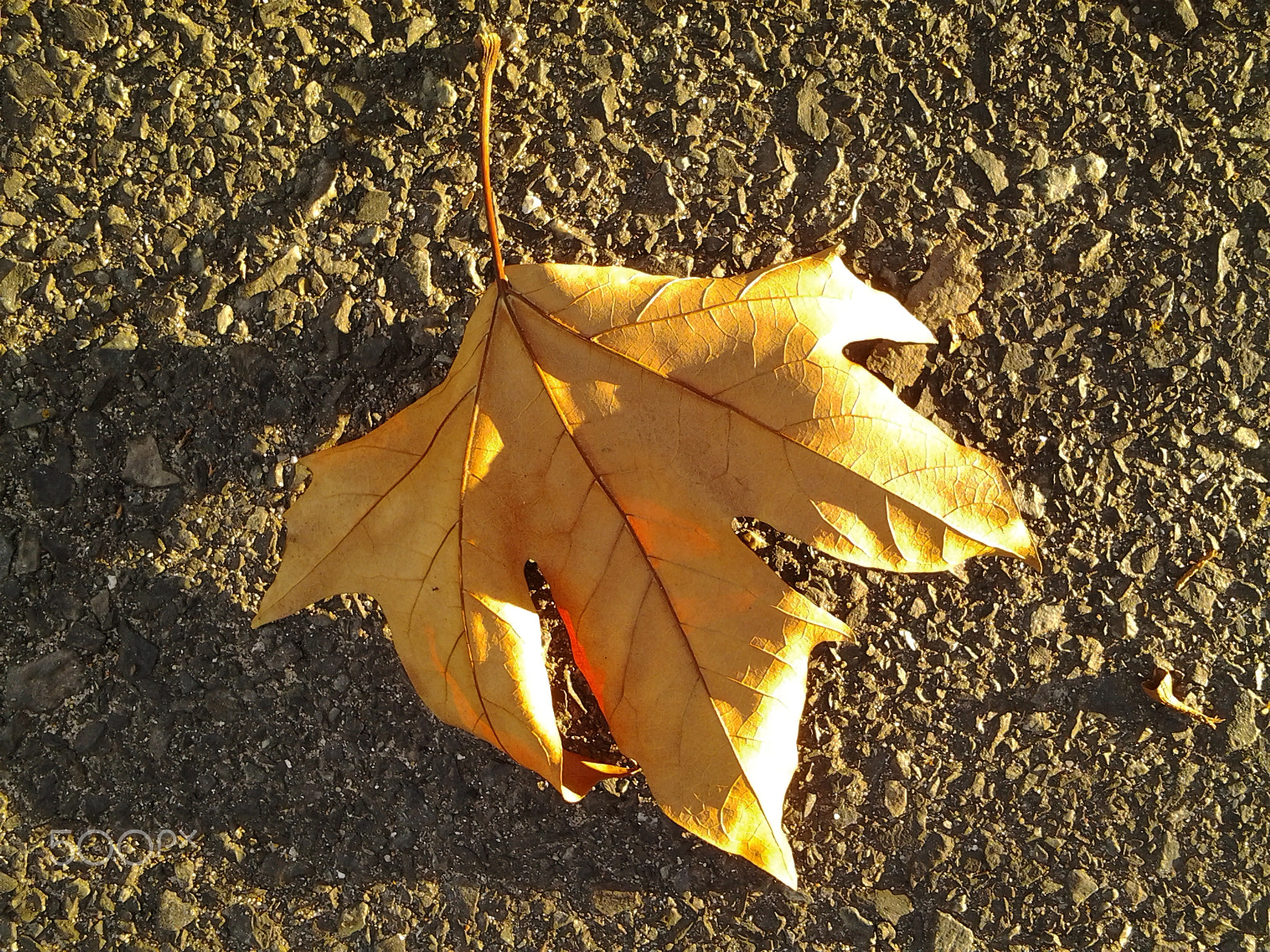 Samsung Galaxy Tab 10.1 sample photo. Fallen leaf. photography