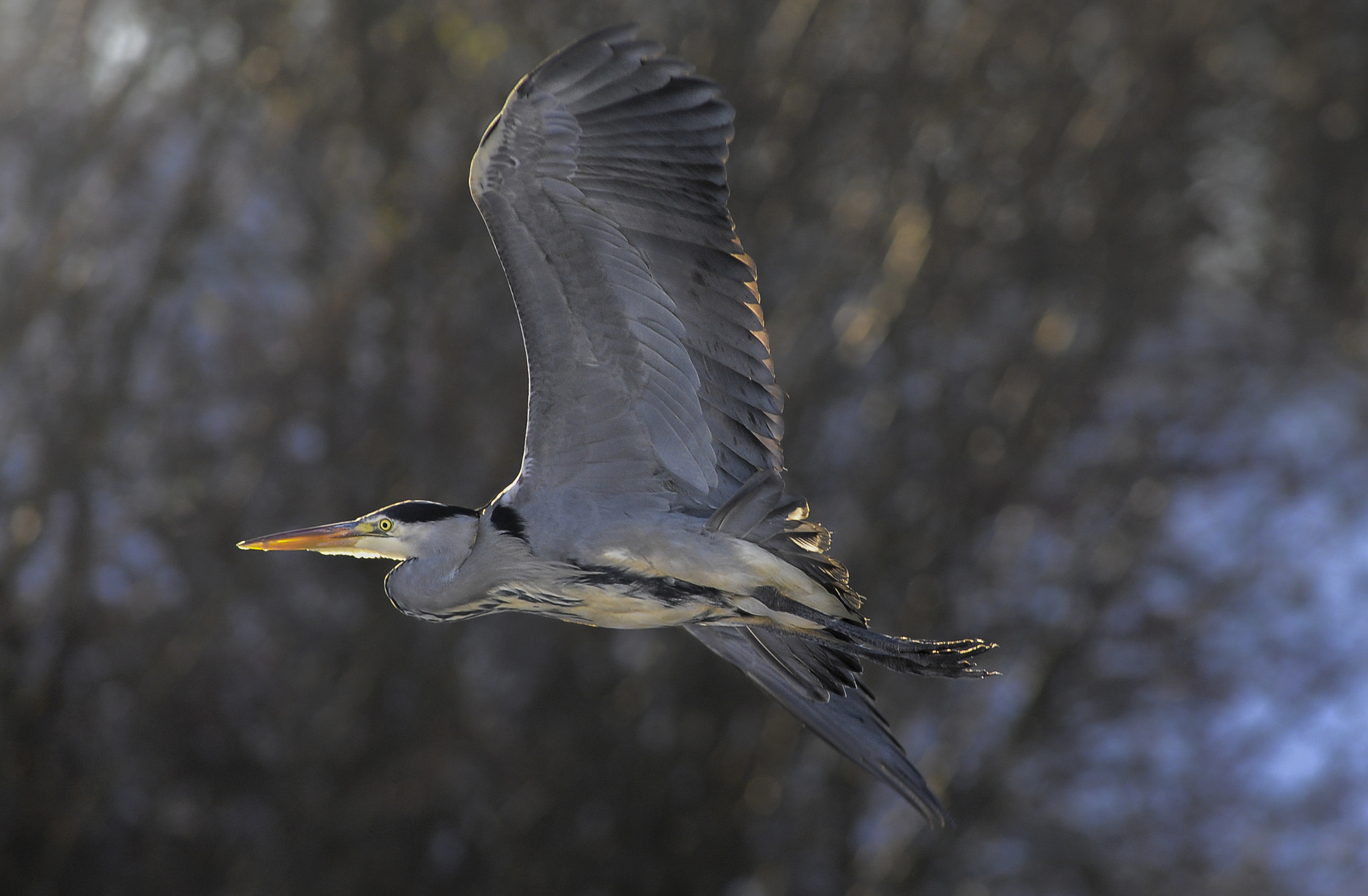 Nikon D700 + AF Nikkor 300mm f/4 IF-ED sample photo. Heron photography