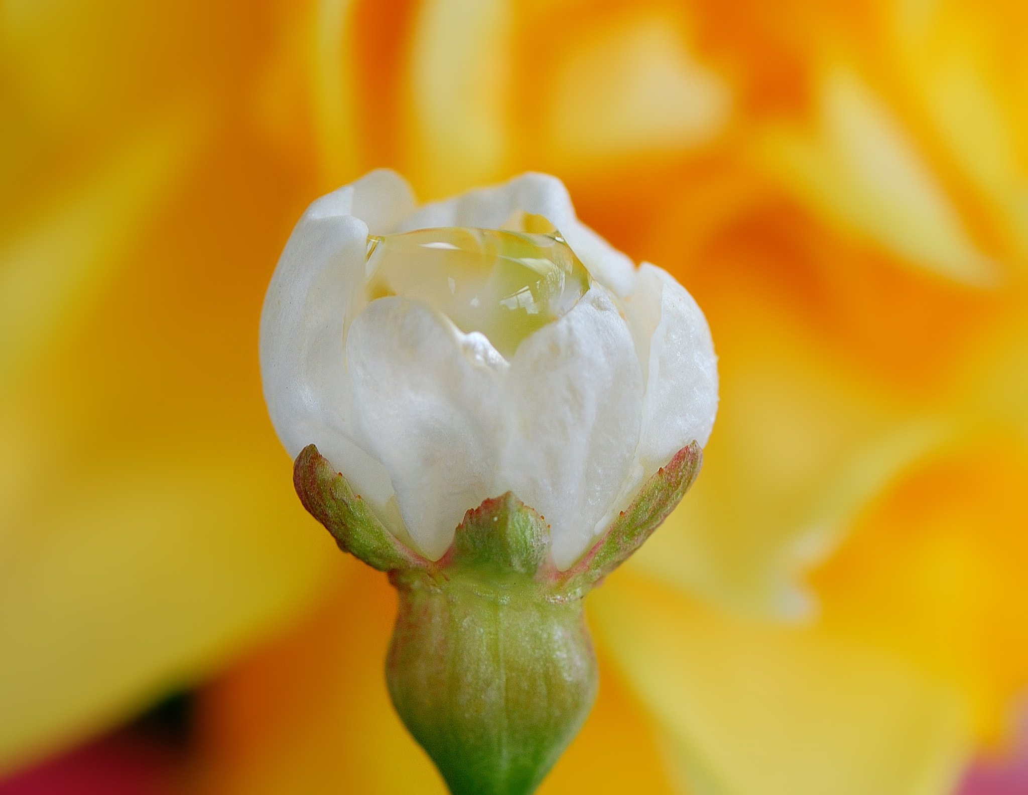 Nikon D40 sample photo. Bud with dewdrop photography