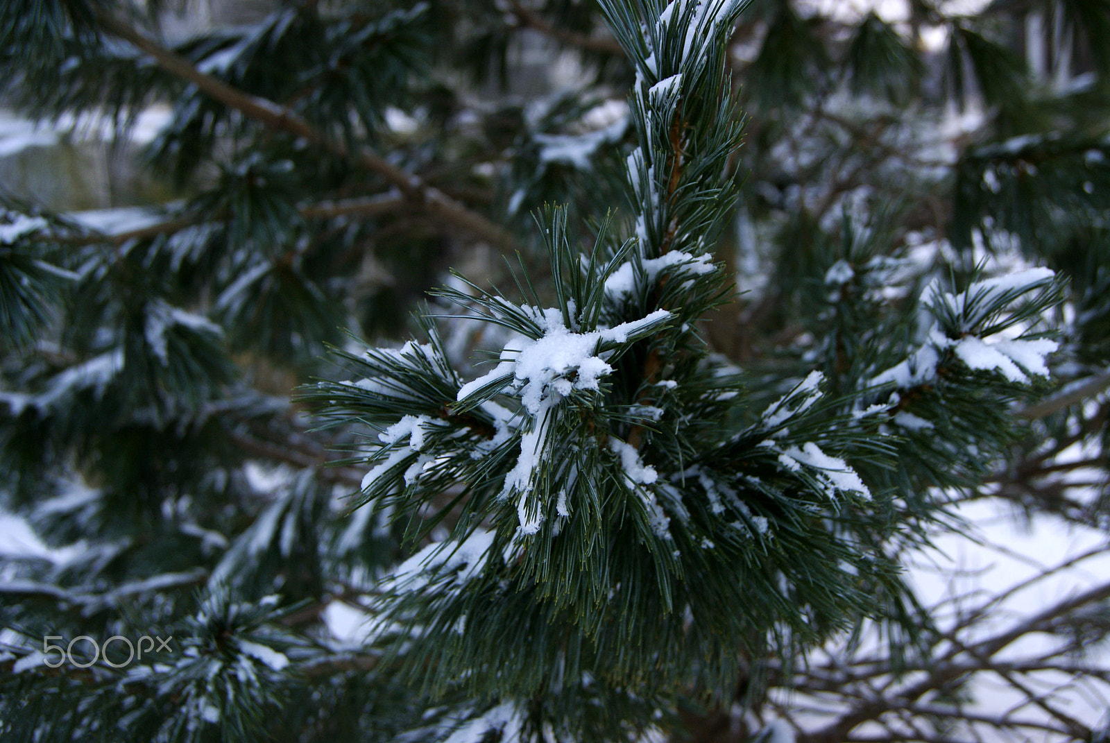 Sony Alpha DSLR-A330 + Sony DT 18-55mm F3.5-5.6 SAM II sample photo. Dusting at dusk photography