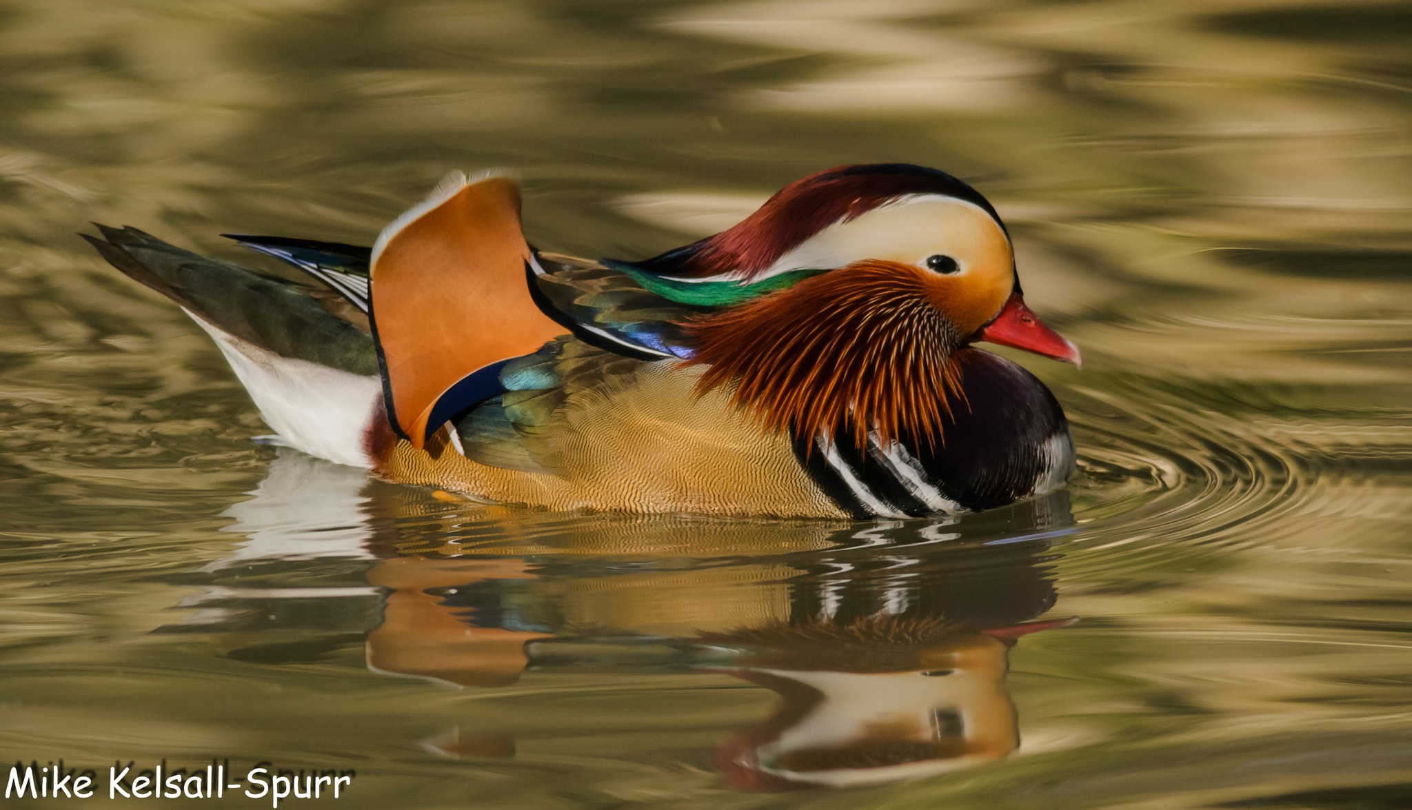 Nikon D3100 + Nikon AF-S Nikkor 300mm F4D ED-IF sample photo. Male mandarin duck photography