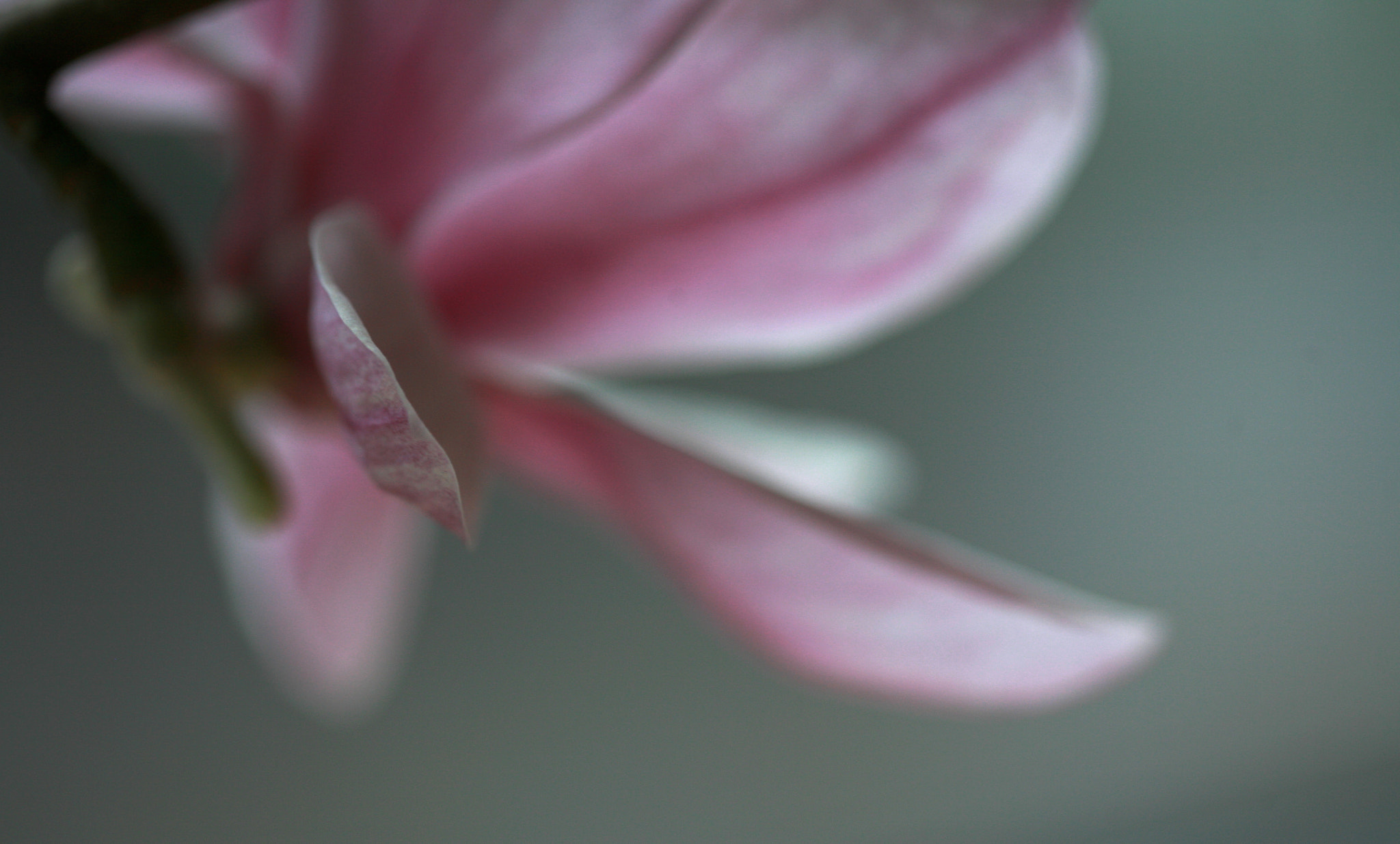 Canon EOS 5D + Canon EF 100mm F2.8 Macro USM sample photo. Winter magnolia photography