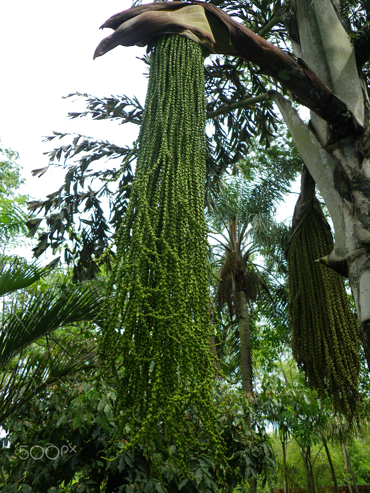 Pentax Optio P80 sample photo. Inflorescence of a palm tree photography