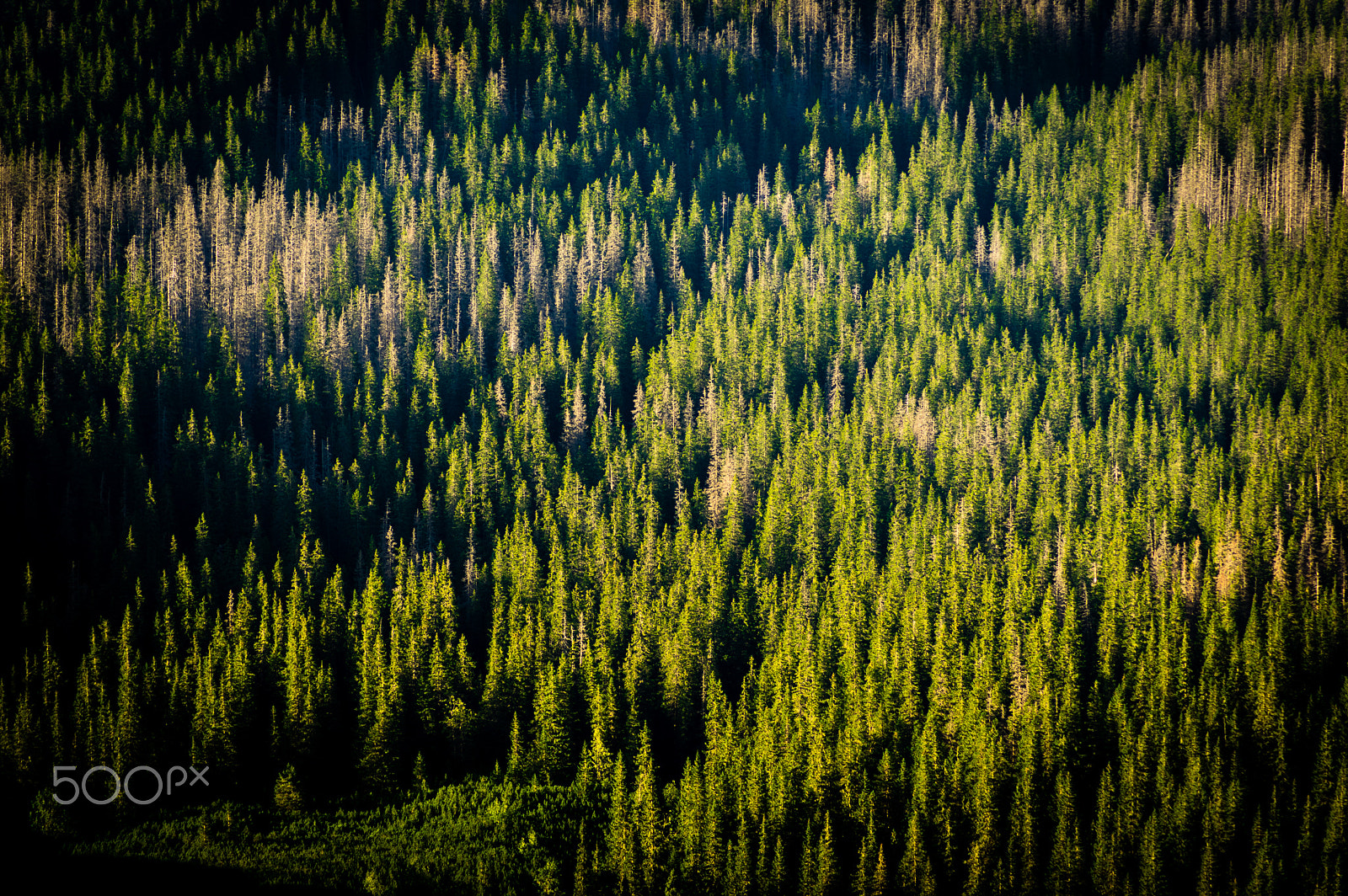 Tamron AF 70-300mm F4-5.6 Di LD Macro sample photo. Insidious photography