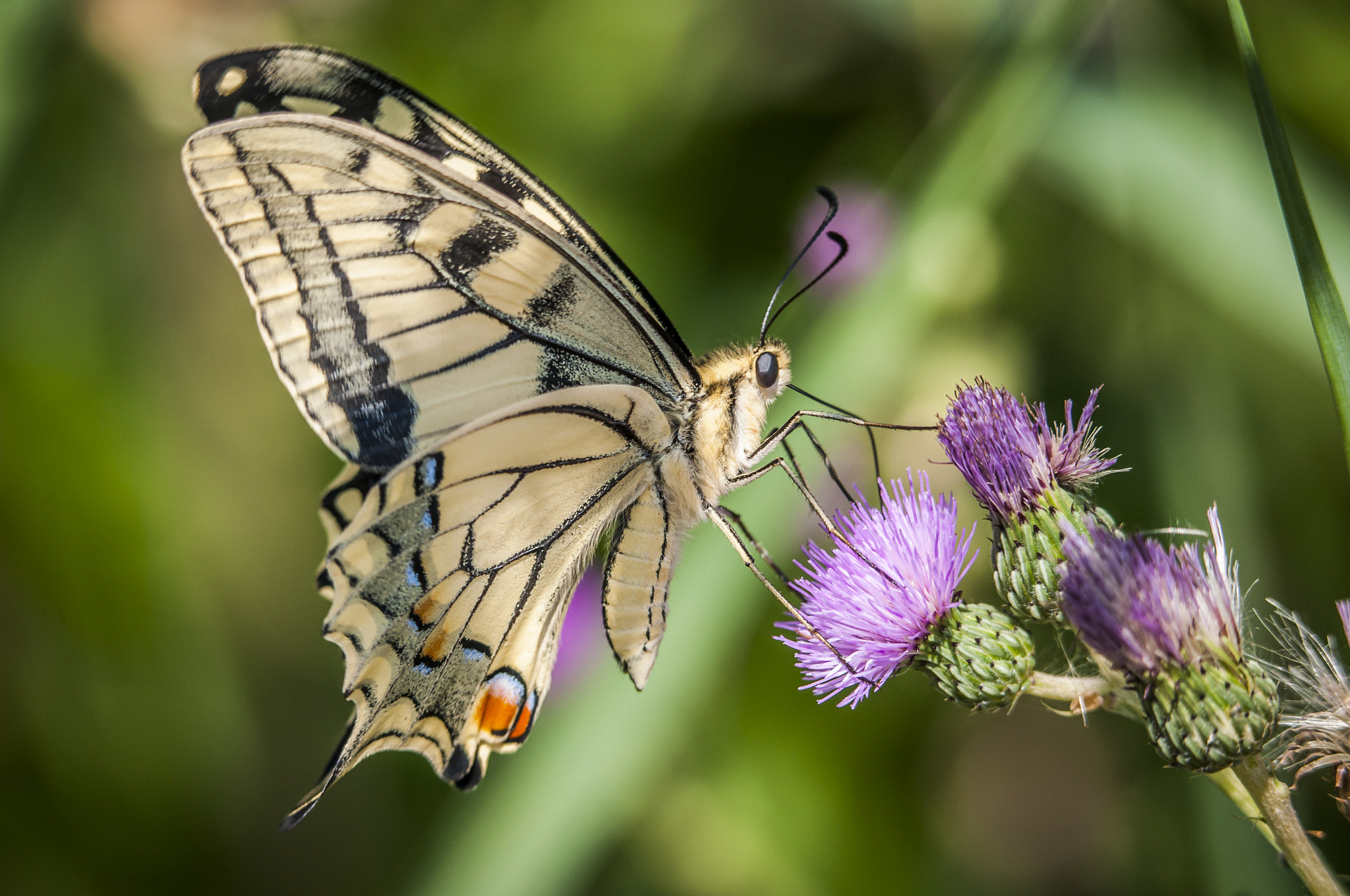 Sigma 50-500mm F4.5-6.3 DG OS HSM sample photo. Papillio machaon photography