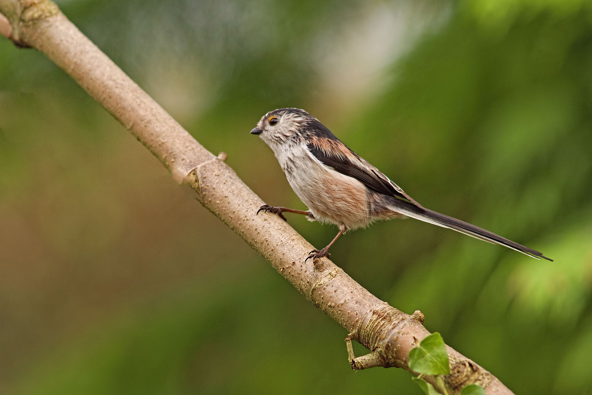 Sony a99 II + Minolta AF 300mm F2.8 HS-APO G sample photo. Pretty, photography