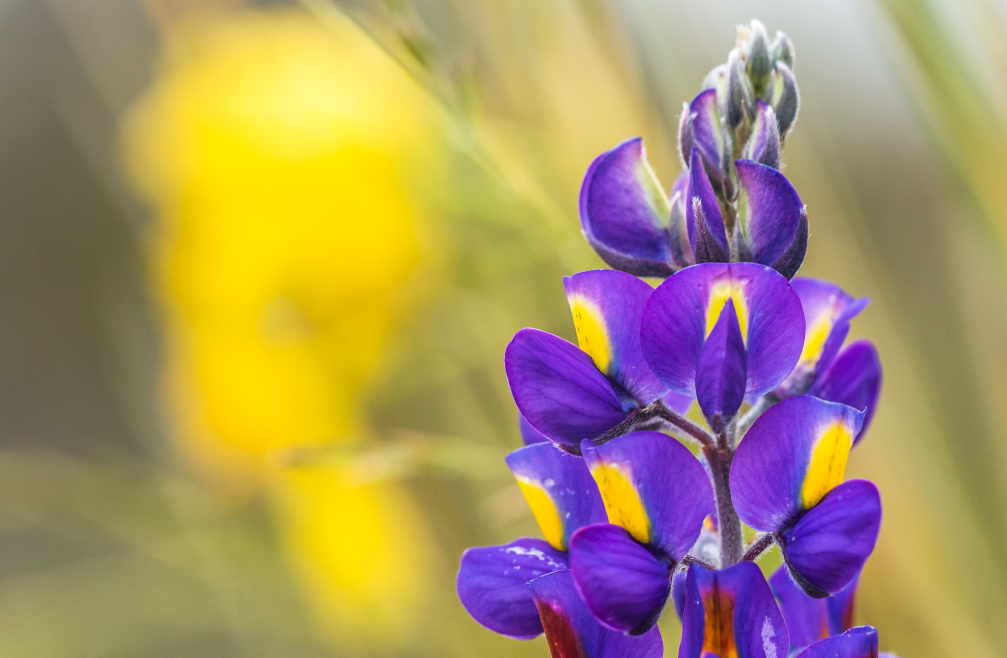 Canon EF 180mm F3.5L Macro USM sample photo. Lupings photography