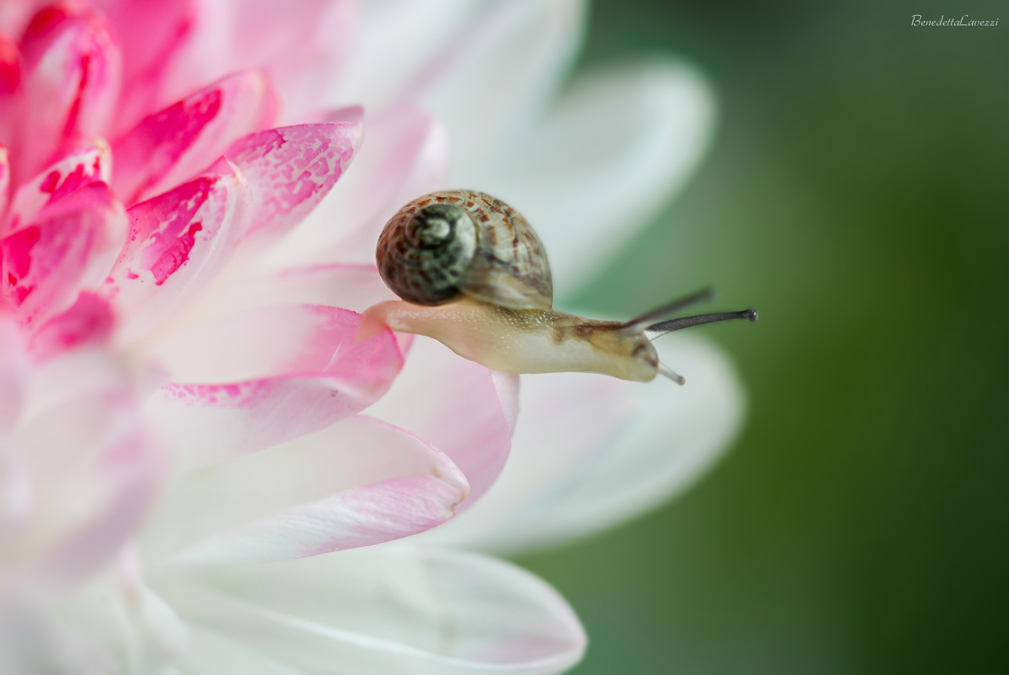 Sigma 105mm F2.8 EX DG OS HSM sample photo. Missing you photography