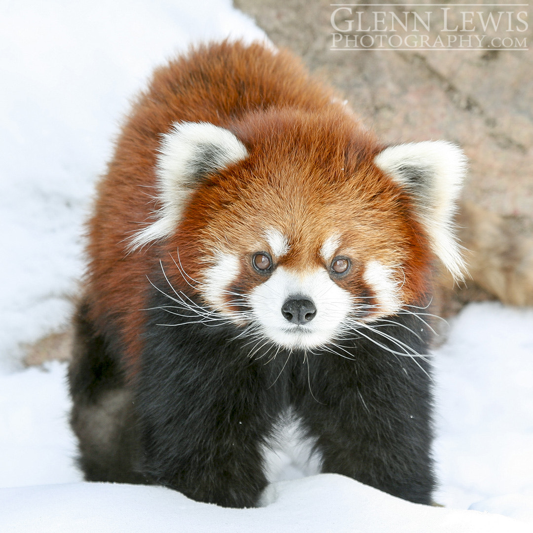 Canon EF 100-400mm F4.5-5.6L IS USM sample photo. Red panda in the snow photography