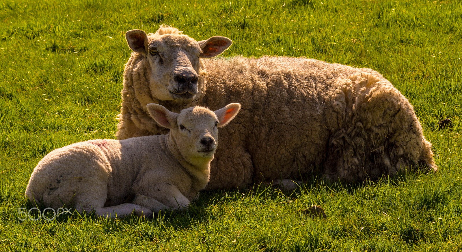 Sony SLT-A65 (SLT-A65V) + Minolta AF 70-210mm F4 Macro sample photo. Mum and lamb chilling photography