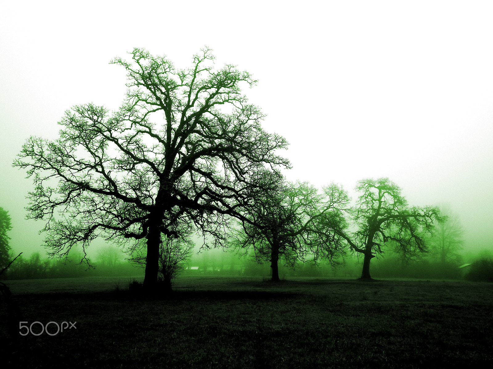 Ricoh WG-4 sample photo. Morning oaks photography