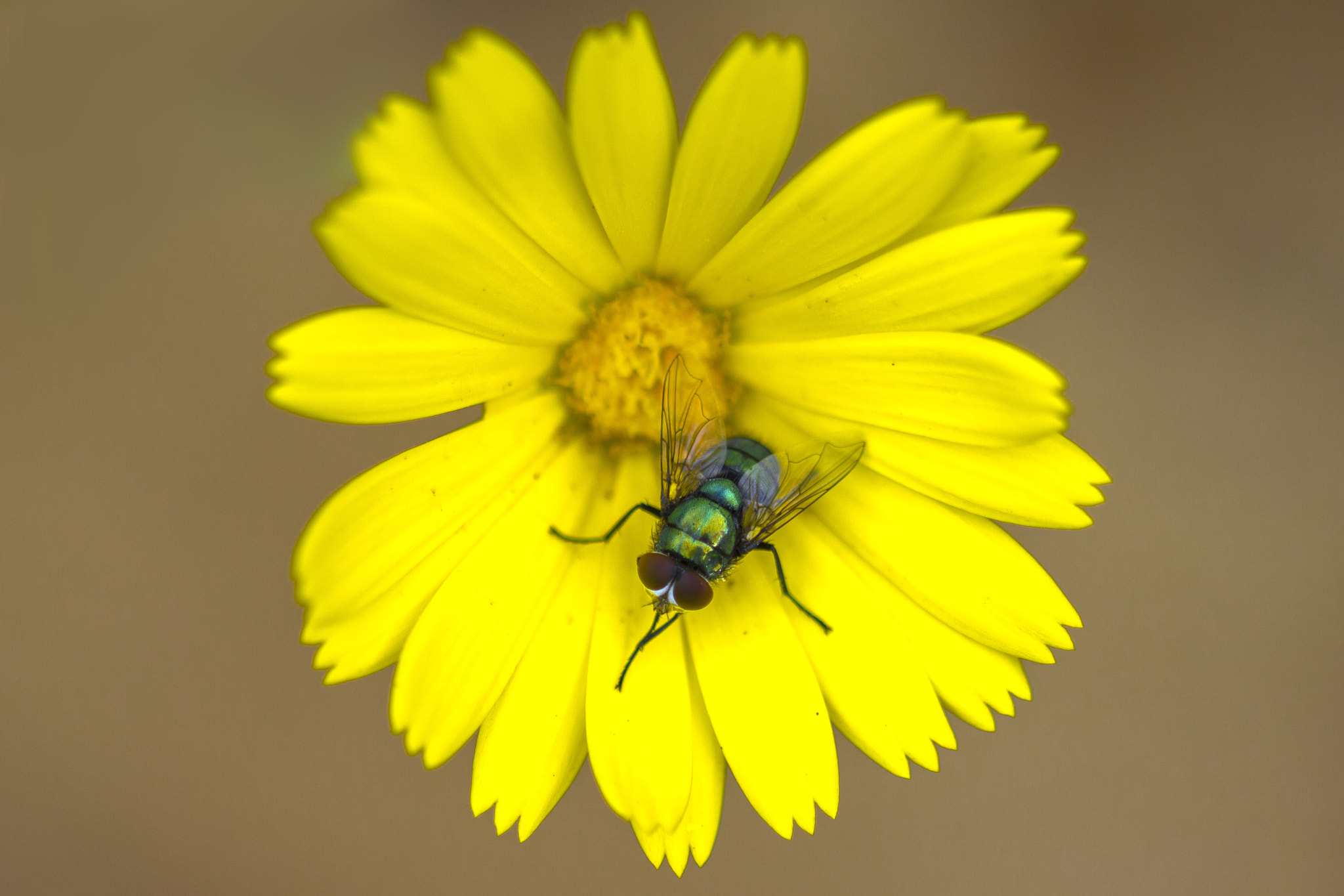 Sigma 105mm F2.8 EX DG OS HSM sample photo. U f o photography