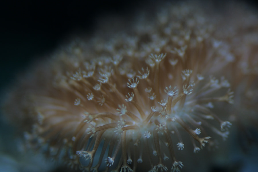 Canon EOS 400D (EOS Digital Rebel XTi / EOS Kiss Digital X) + Tamron SP AF 90mm F2.8 Di Macro sample photo. Sea anemone photography