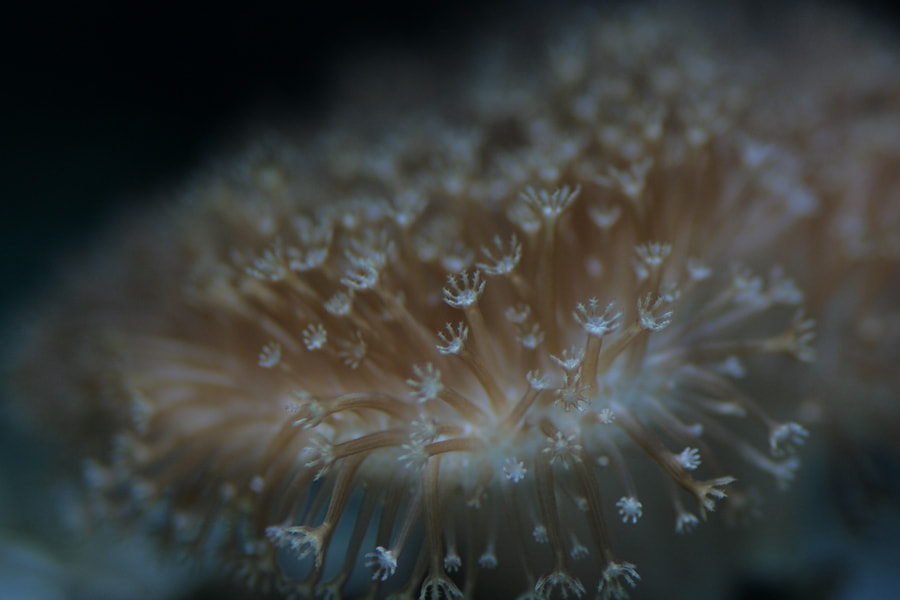 Tamron SP AF 90mm F2.8 Di Macro sample photo. Sea anemone photography