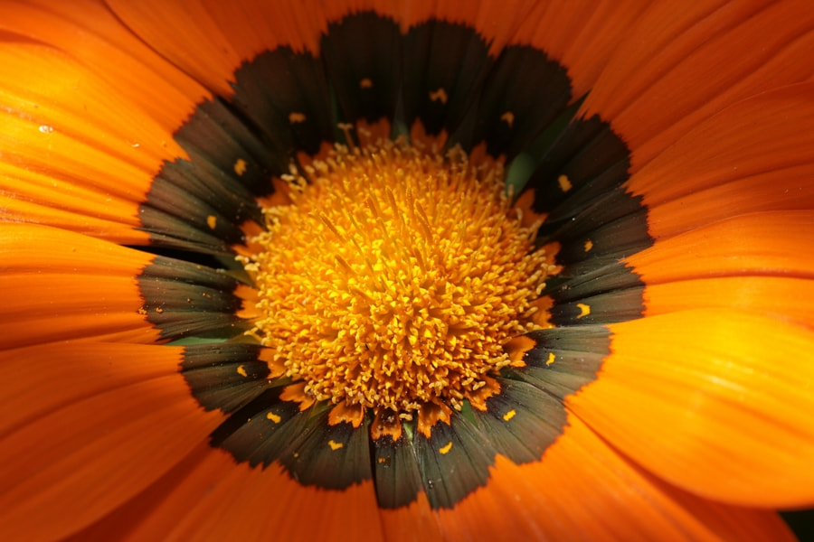 Tamron SP AF 90mm F2.8 Di Macro sample photo. Gazania photography