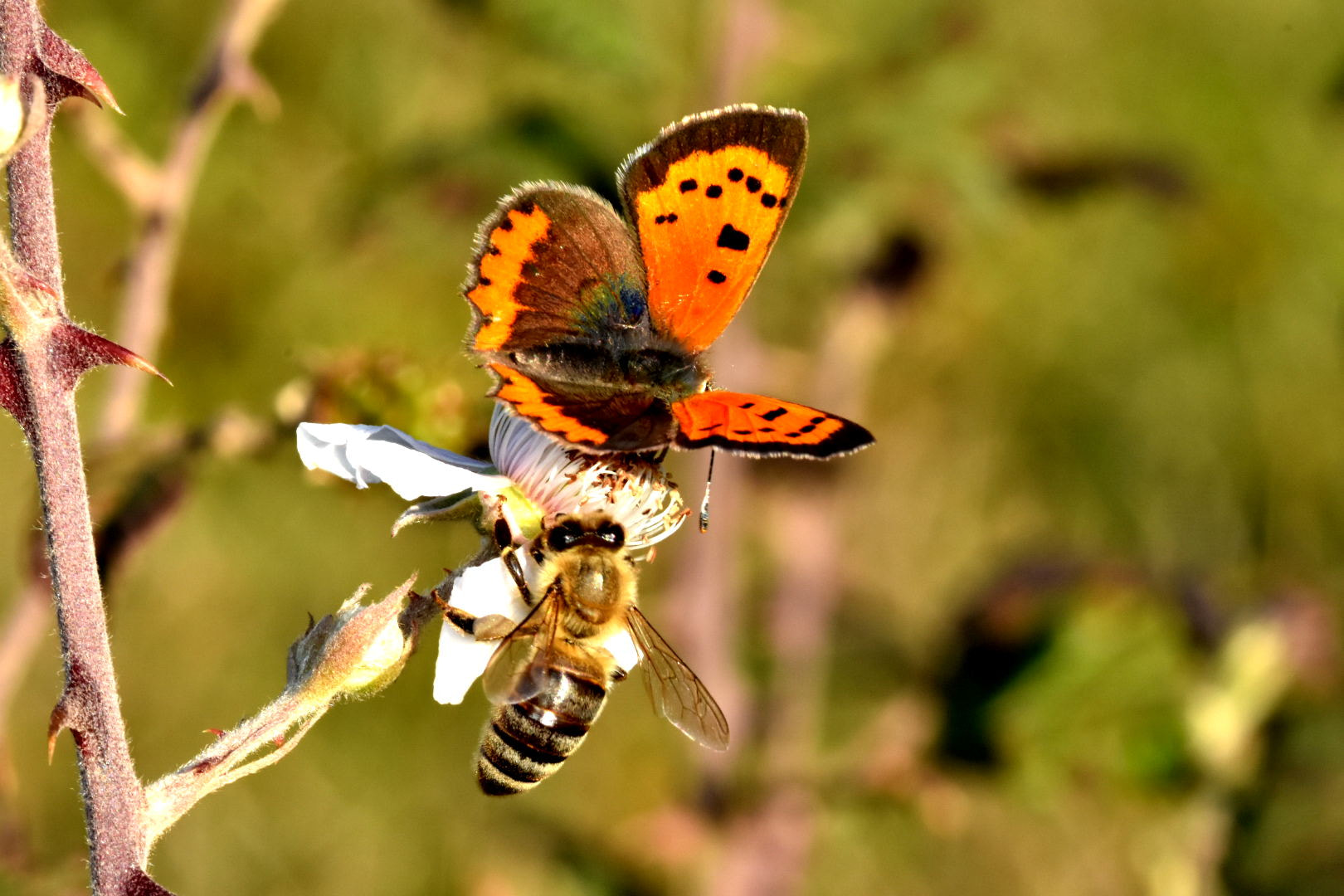 Nikon D7200 + Sigma 105mm F2.8 EX DG Macro sample photo. Butterfly & bee photography