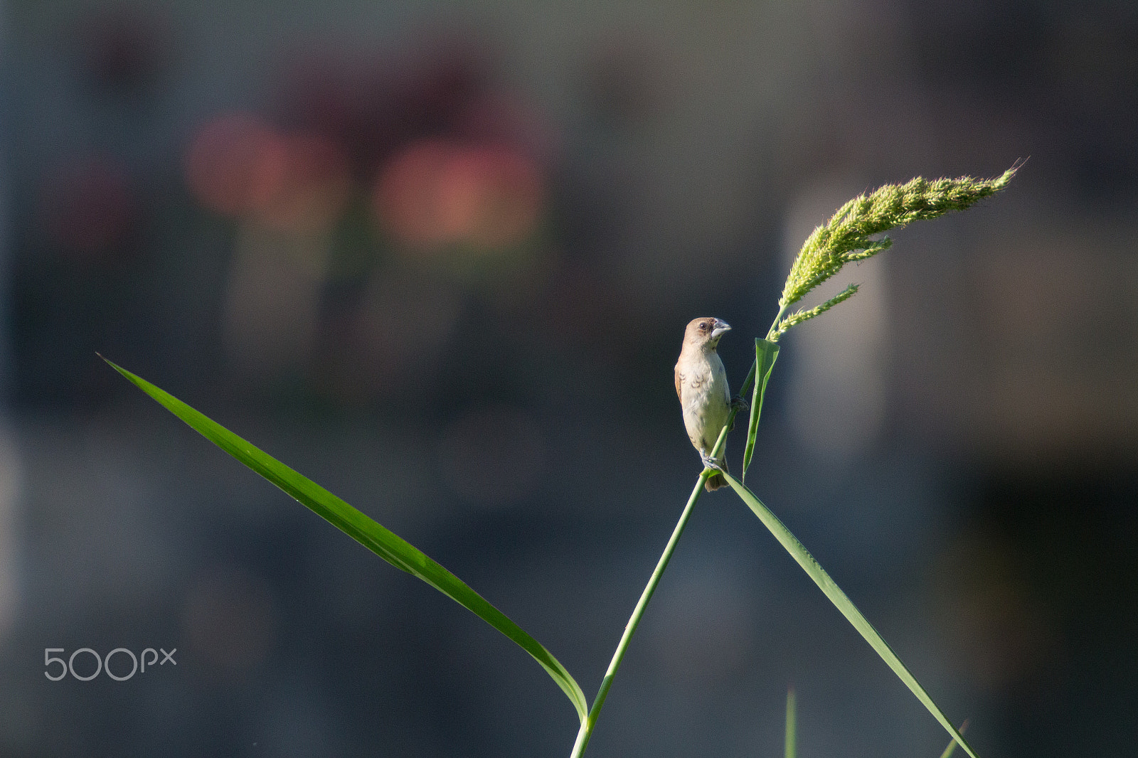 Canon EF 70-200mm F2.8L USM sample photo. The bird rice photography